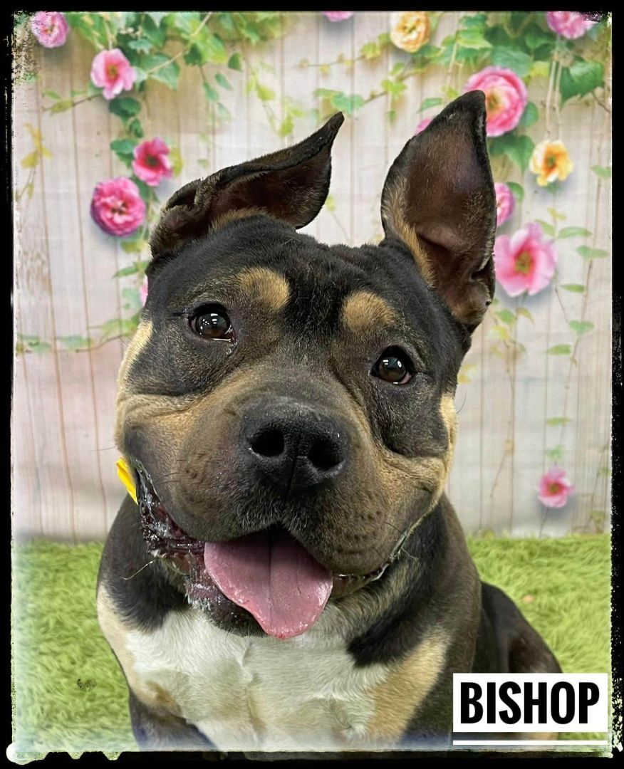 Bishop, an adoptable Mixed Breed in Flint, MI image 2/2