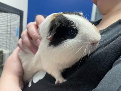 Enlarge Cosmo, a Adoptable Guinea Pig in Boulder, CO image 1/1