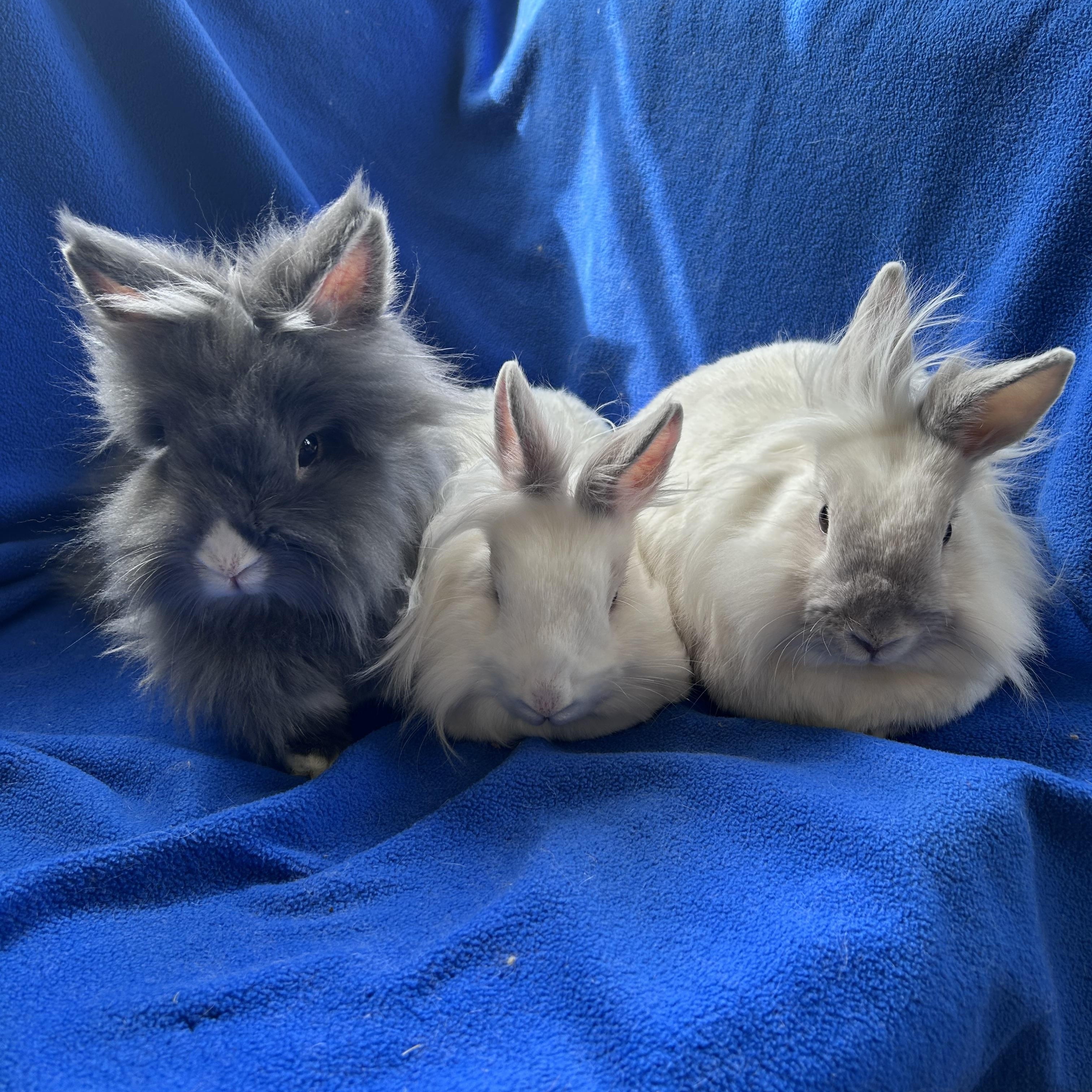 Pee Wee, Simone & Speck