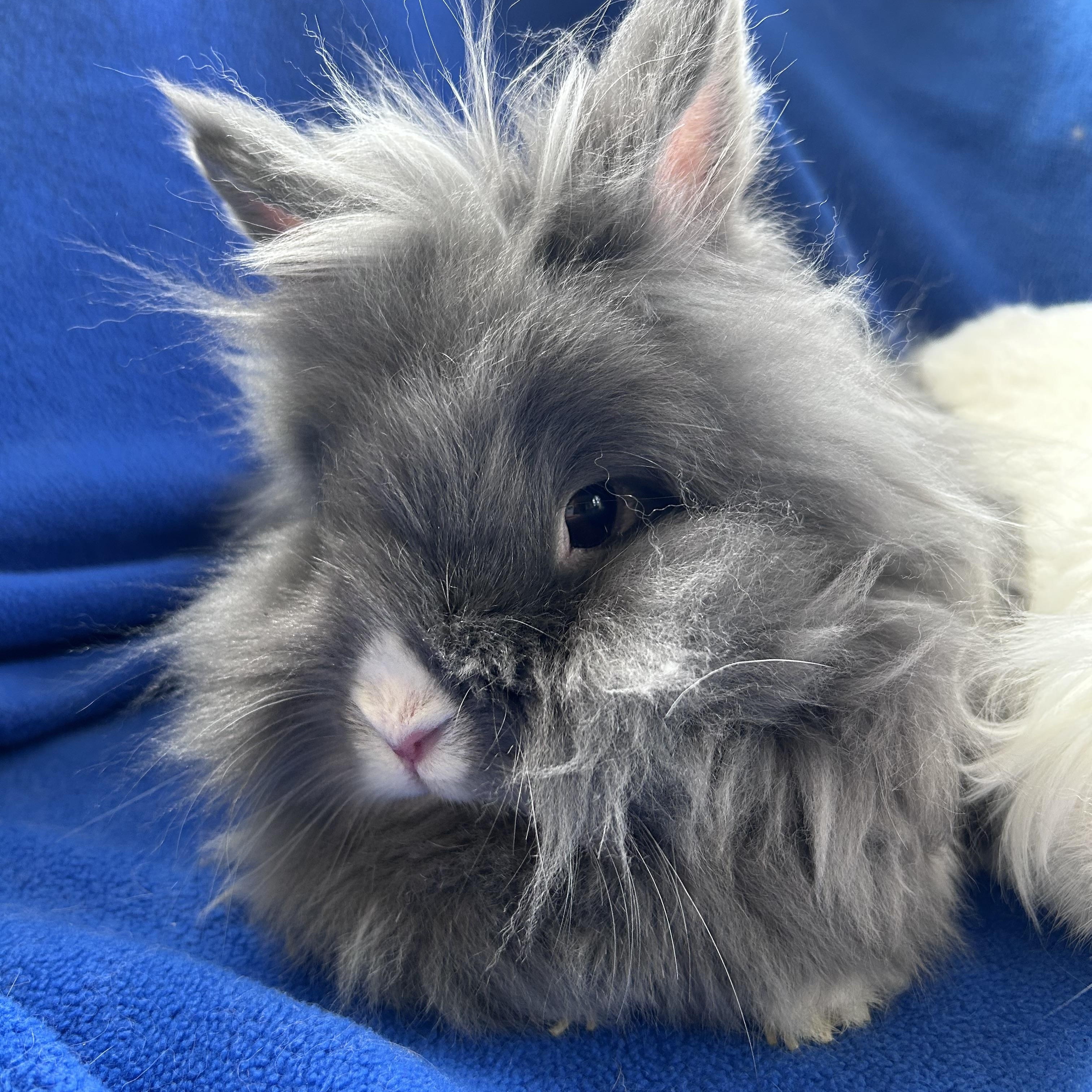 Pee Wee, Simone & Speck (bonded trio) photo 4