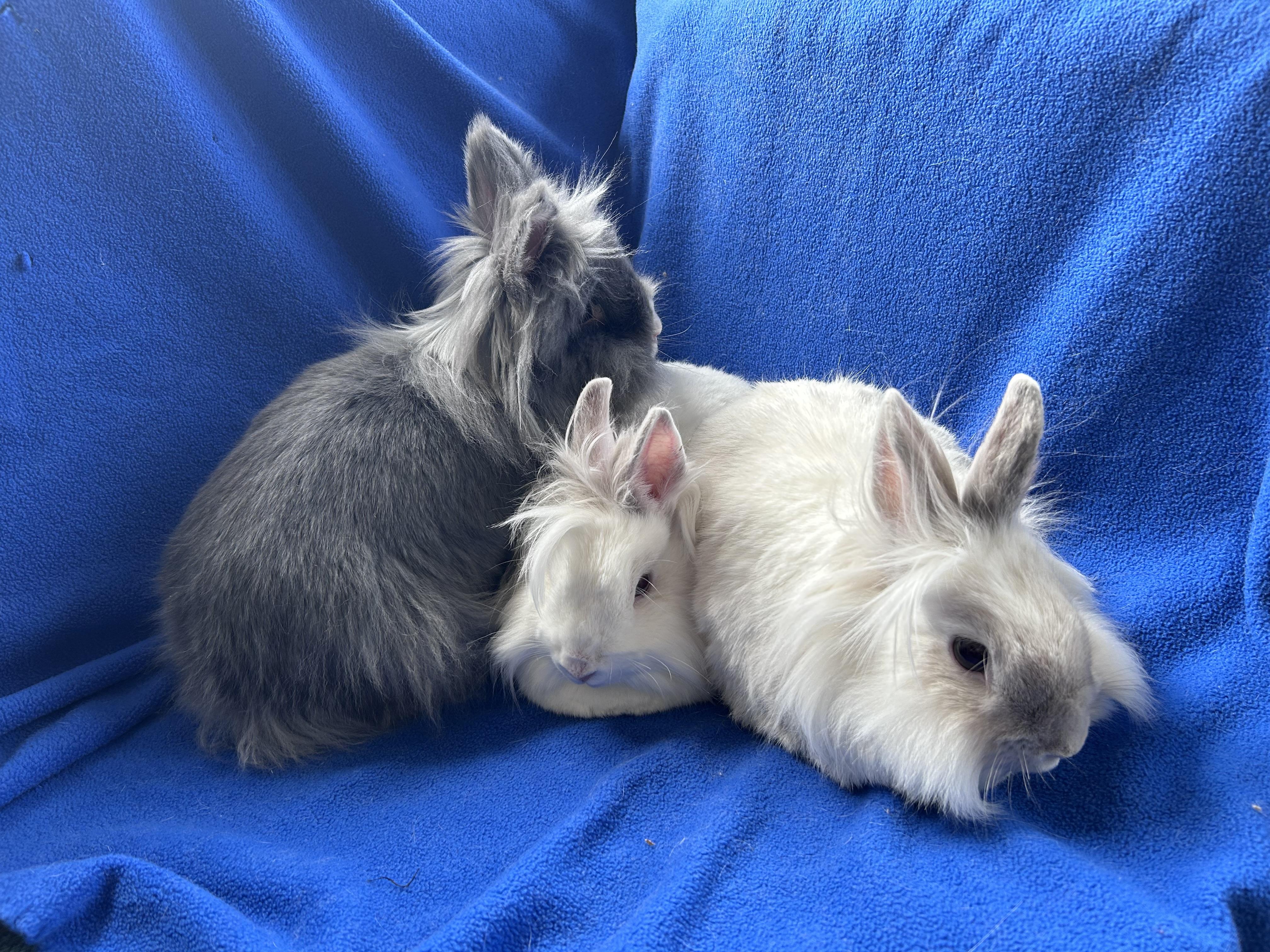 Pee Wee, Simone & Speck