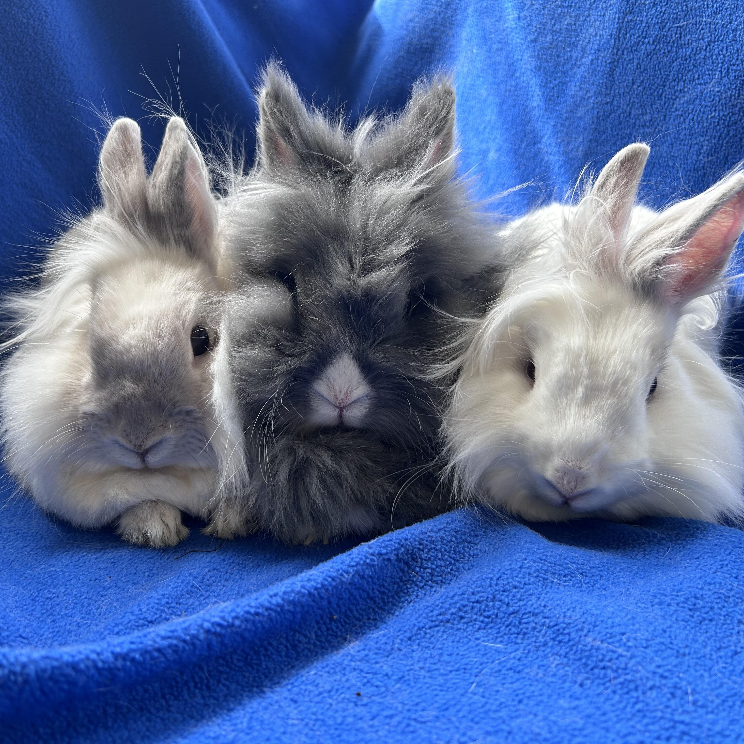 Pee Wee, Simone & Speck