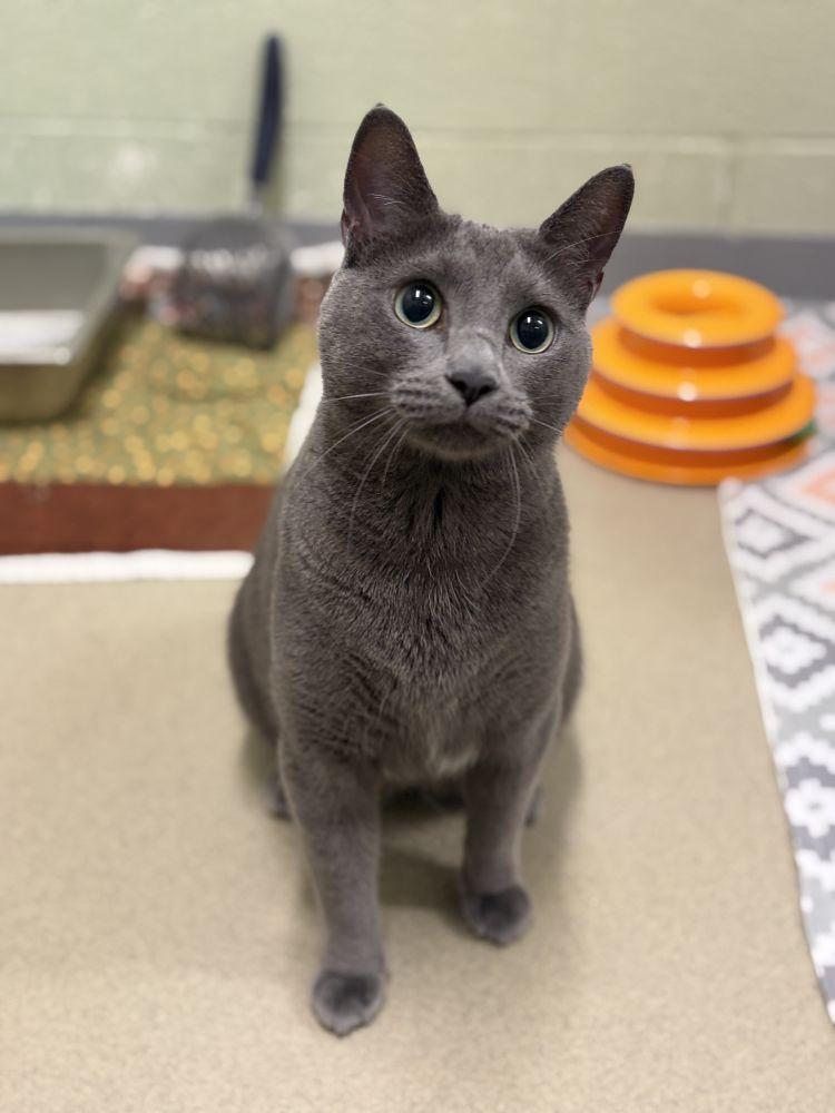 Enlarge Saya, a Adoptable Domestic Short Hair in Alexandria, VA image 1/1