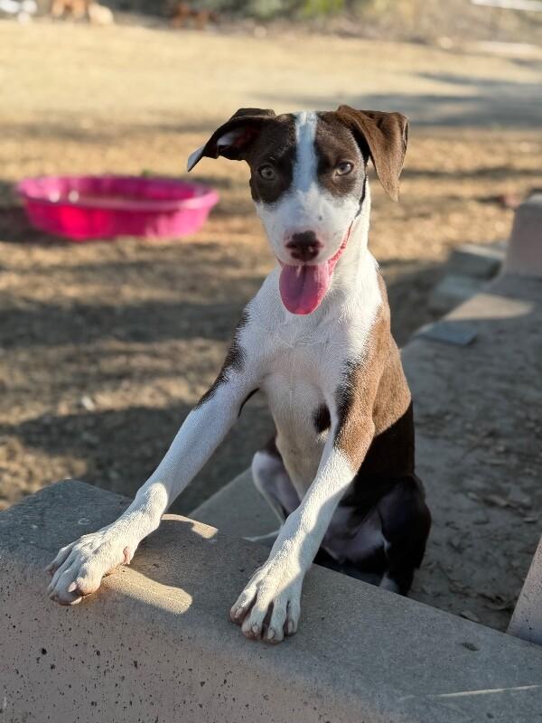 Enlarge Rooster-One of our Amazing Rescue Dogs, a Adoptable mixed breed in Las Vegas, NV image 1/1