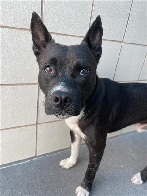 JUMPER, Adoptable, Young Male Pit Bull Terrier.