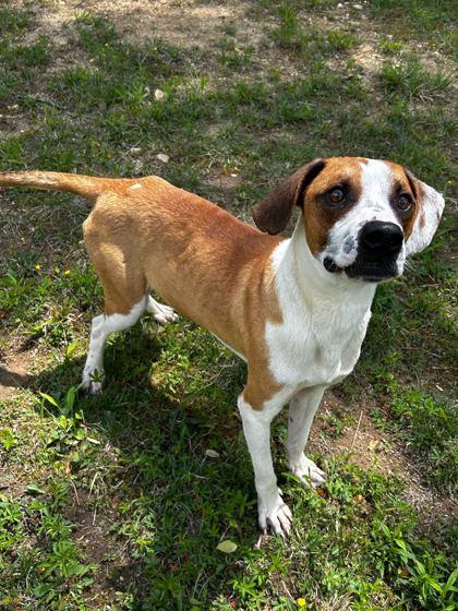 Tic Tac Taliwack, Adoptable, Adult Male Hound & Mixed Breed.