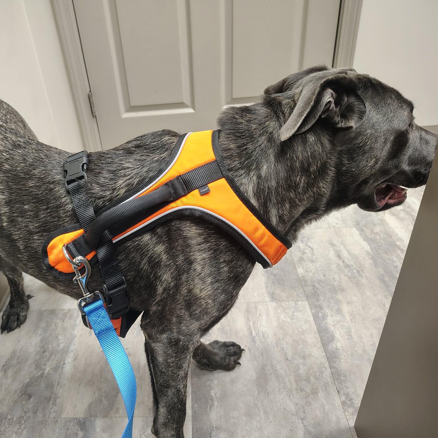 Hazel, a ADOPTABLE mixed breed in Alexander, NC image 3/4