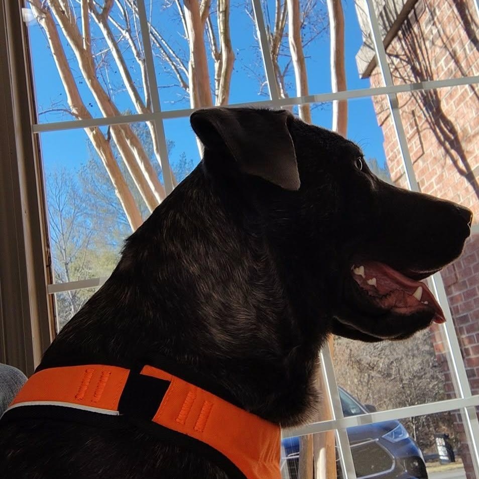 Hazel, a ADOPTABLE mixed breed in Alexander, NC image 4/4