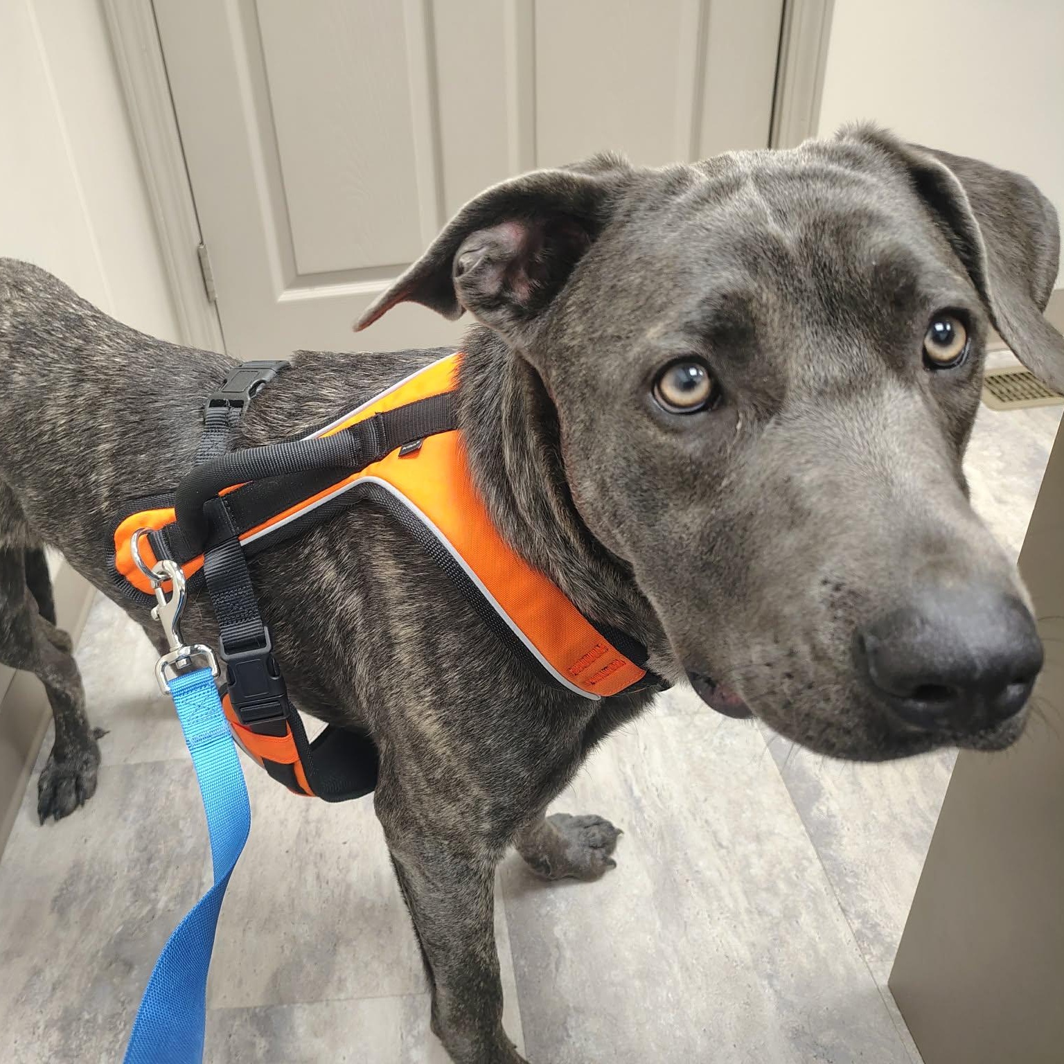 Hazel, adopted, Young Female Labrador Retriever.
