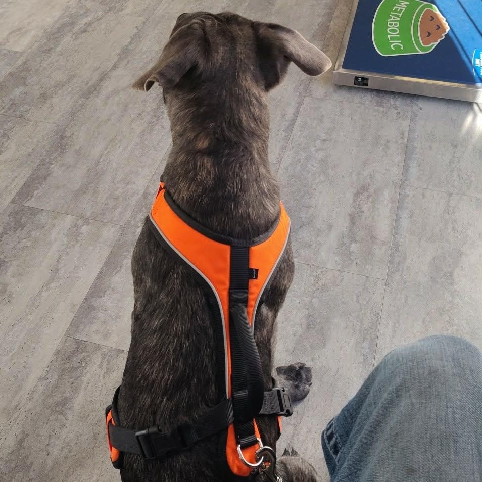 Hazel, a ADOPTABLE mixed breed in Alexander, NC image 2/4