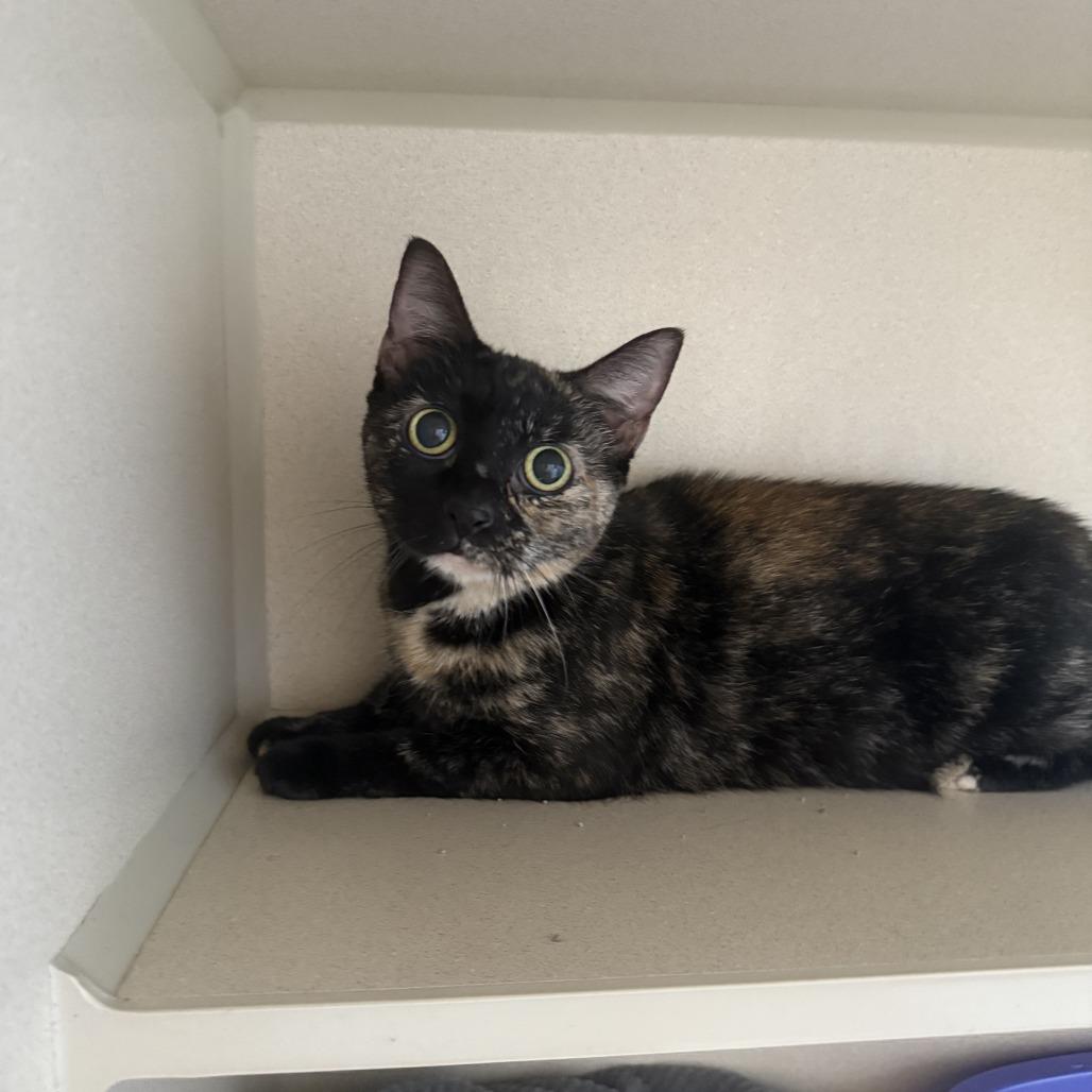 Muffin, Adoptable, Adult Female Domestic Short Hair.