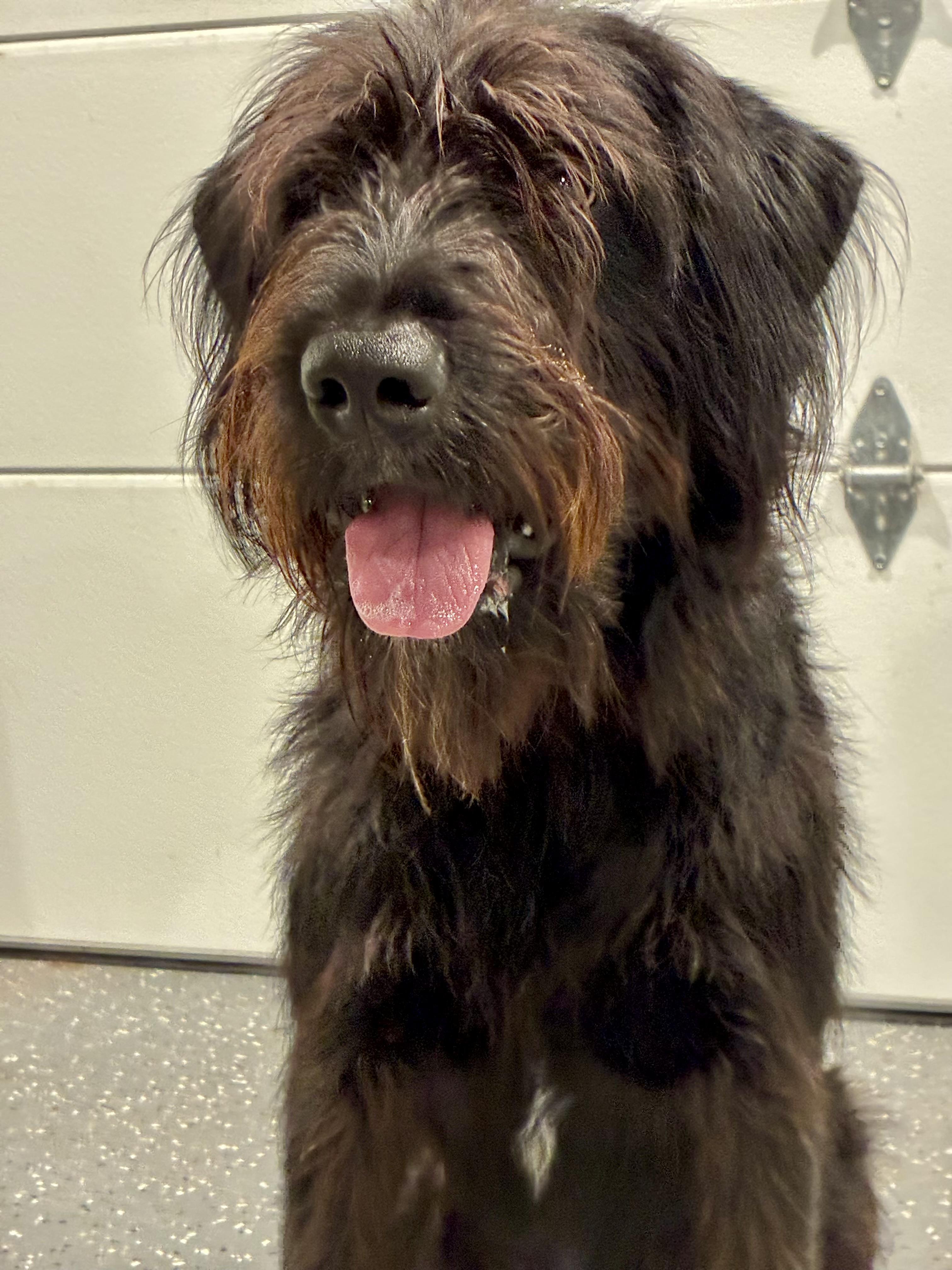 Clifford thumbnail 4