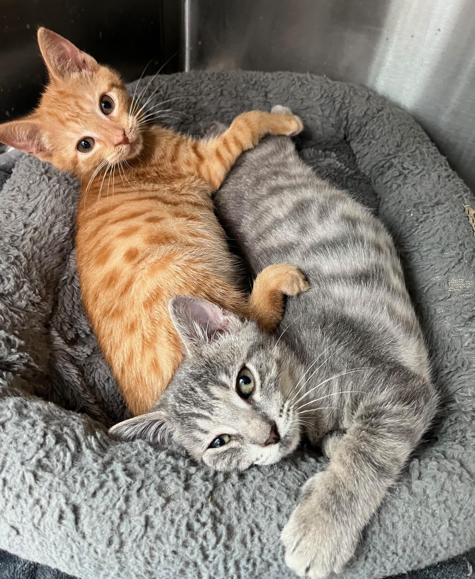 Tawny, Adoptable, Kitten Female Tabby.