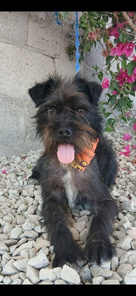 Enlarge DANNY, a Adoptable mixed breed in Langley, BC image 2/4