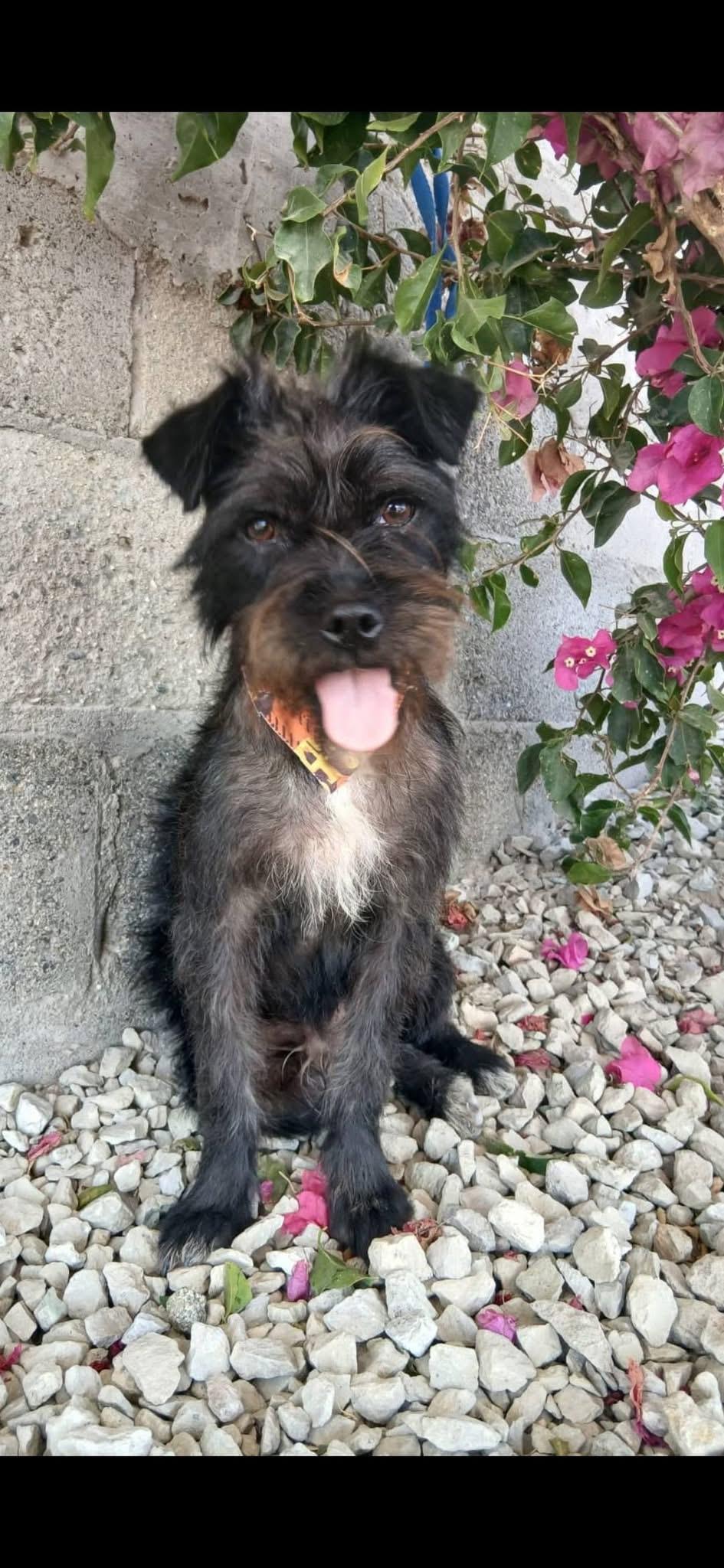 DANNY, Adoptable, Young Male Schnauzer.