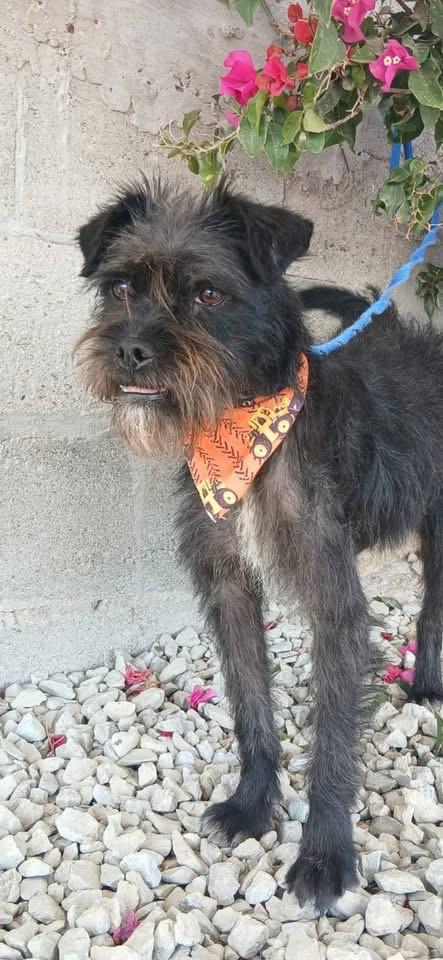 Enlarge DANNY, a Adoptable mixed breed in Langley, BC image 3/4