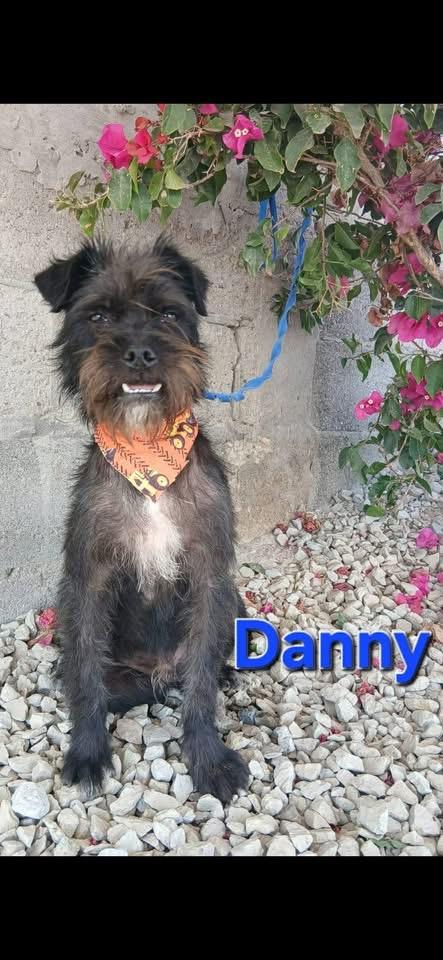 Enlarge DANNY, a Adoptable mixed breed in Langley, BC image 4/4