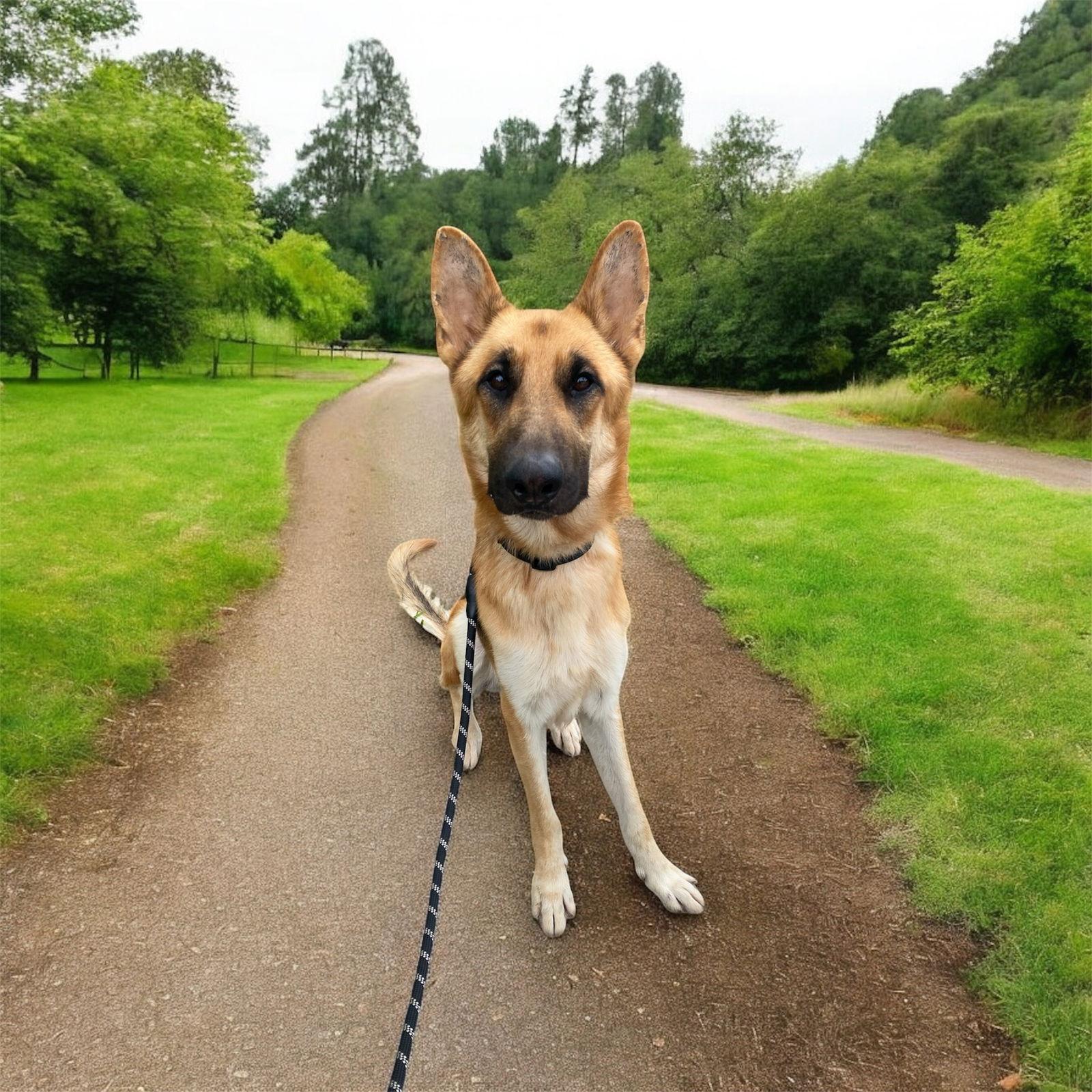 Enlarge Odin, a Adopted German Shepherd Dog in Palm Harbor, FL image 1/1