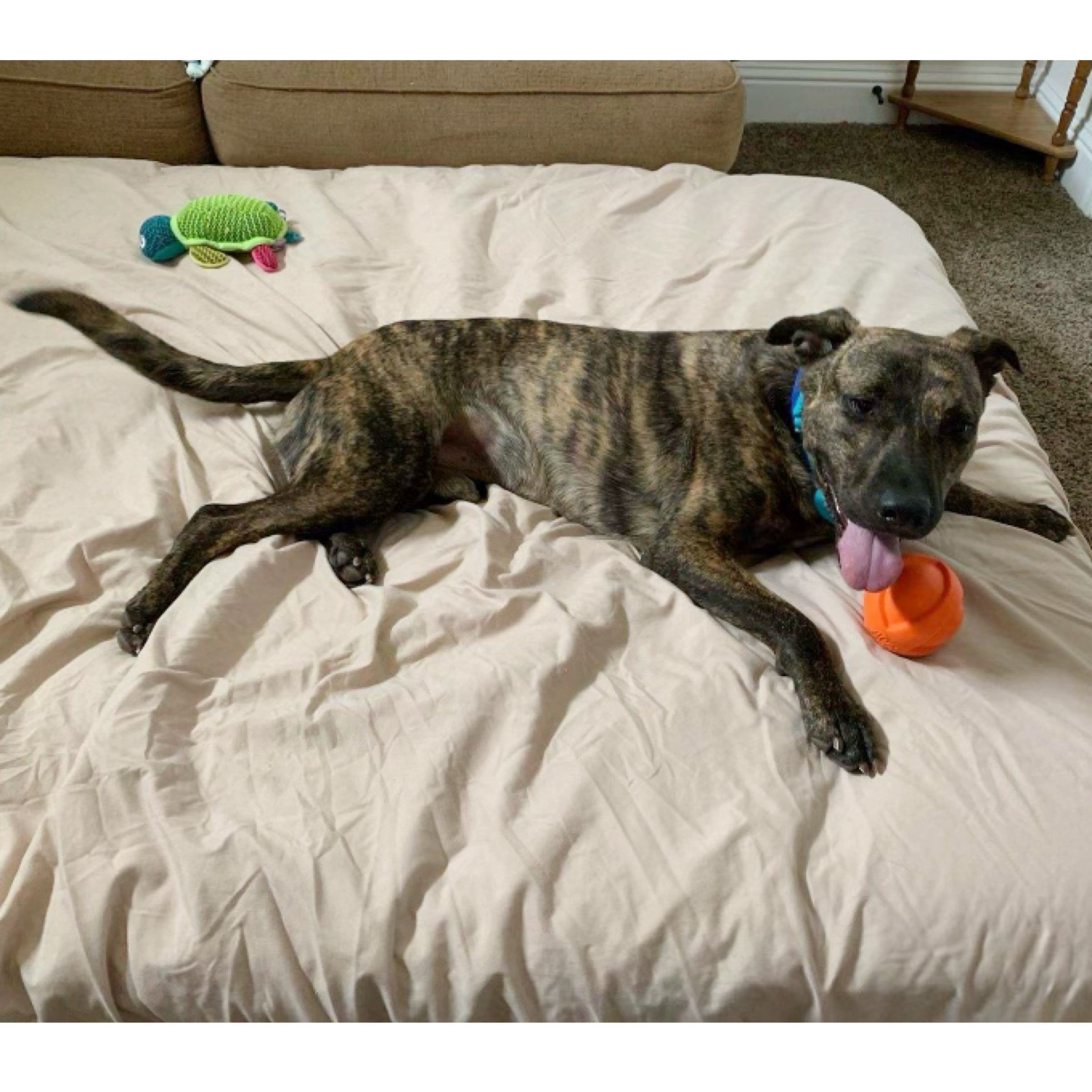 Sampson photo 5