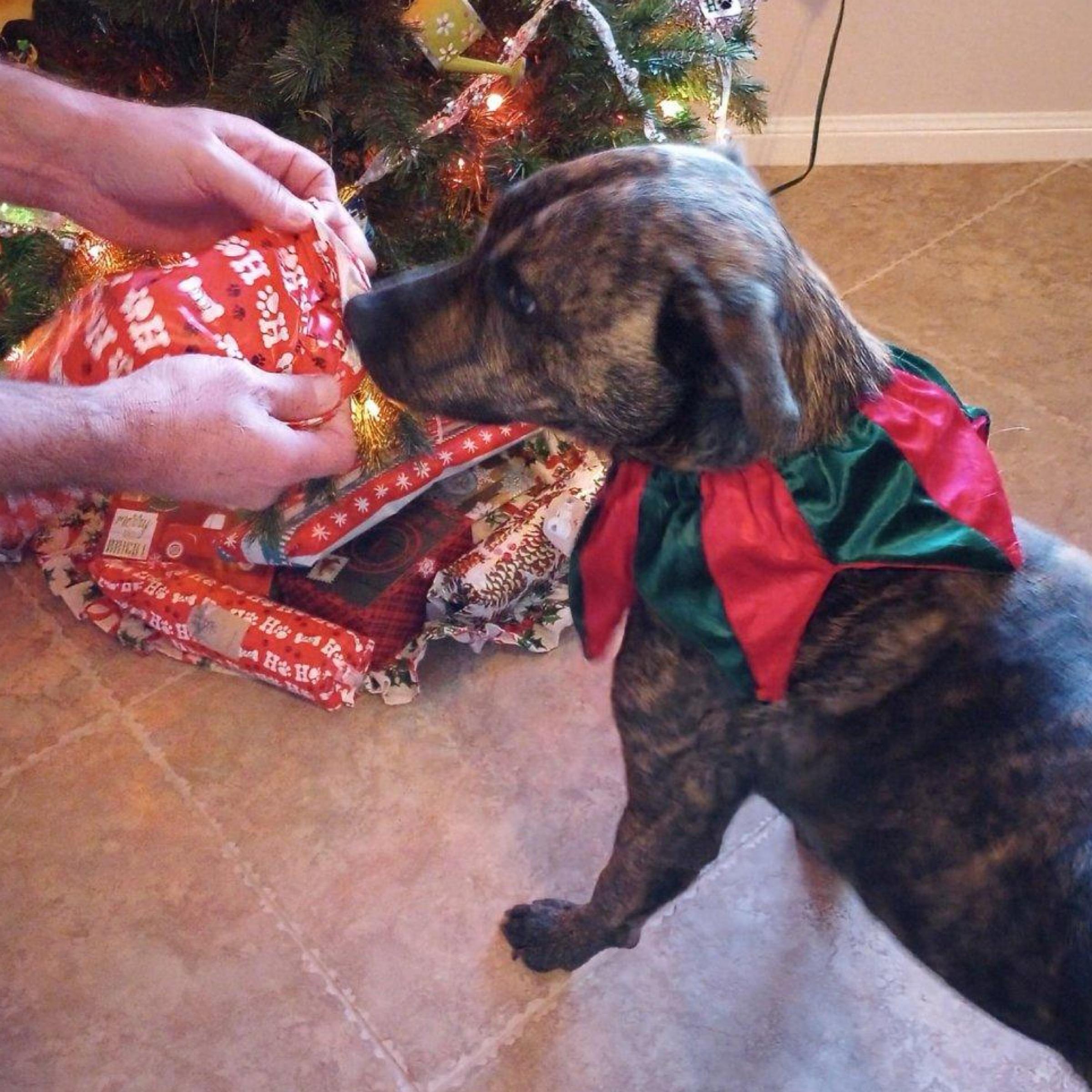 Sampson photo 6