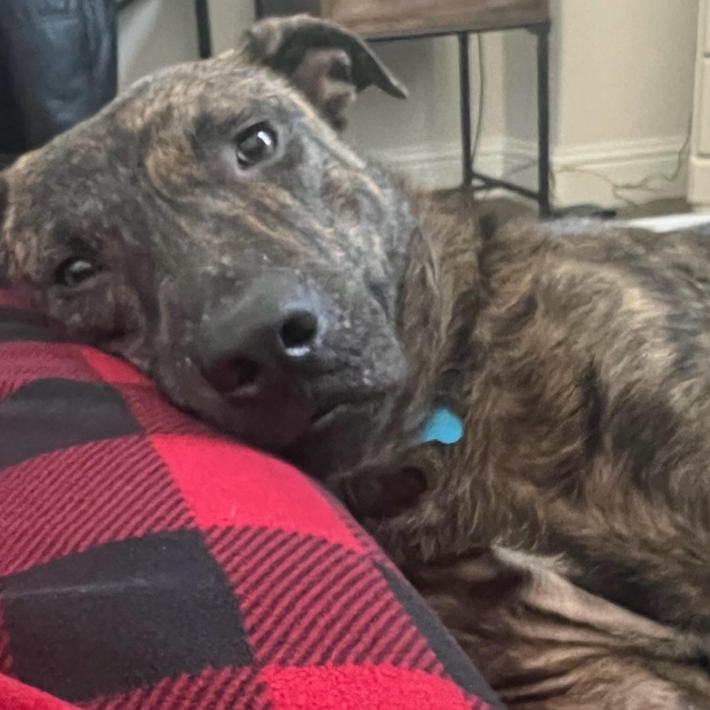 Sampson — thumbnail 2