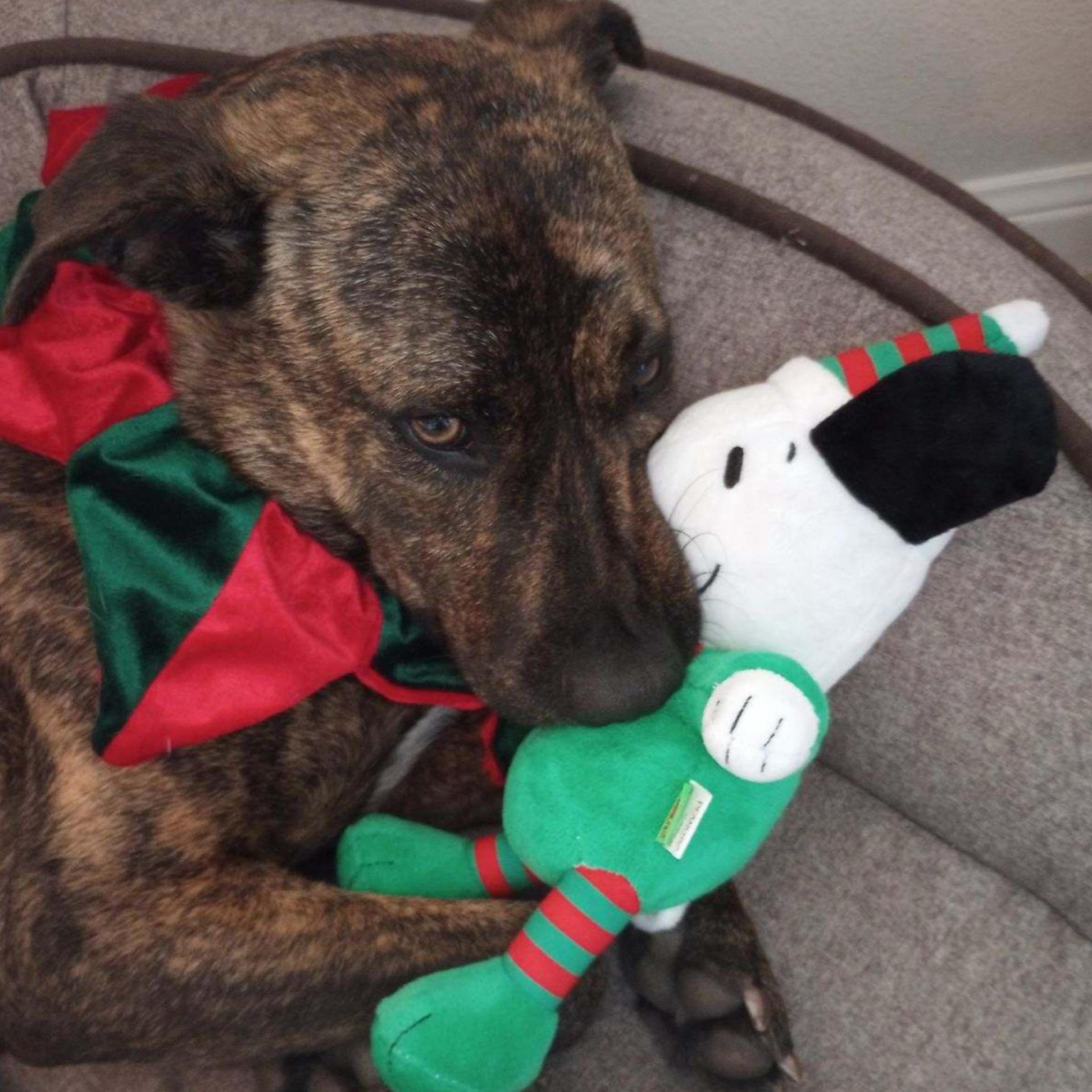 Sampson — thumbnail 3