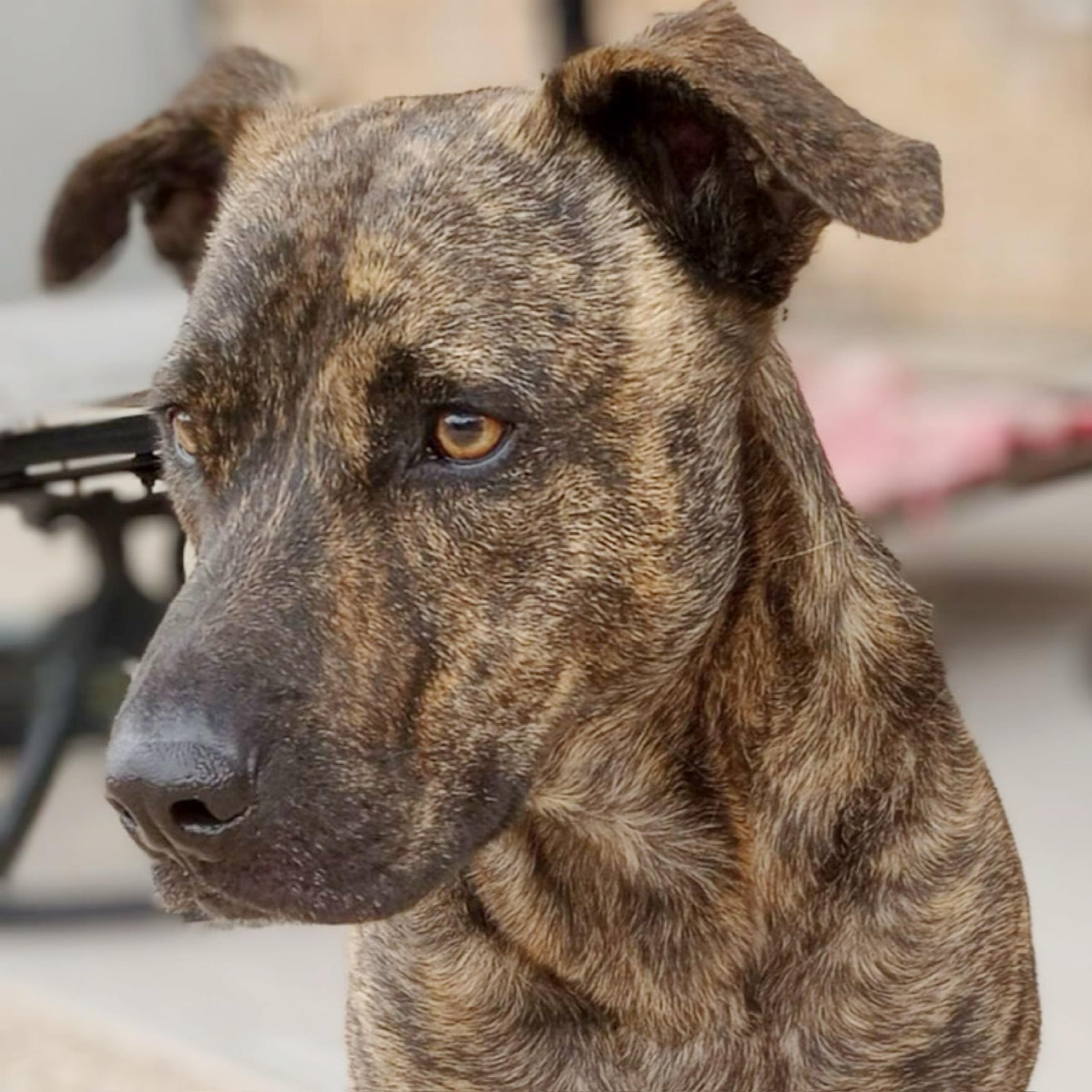 Sampson — thumbnail 4