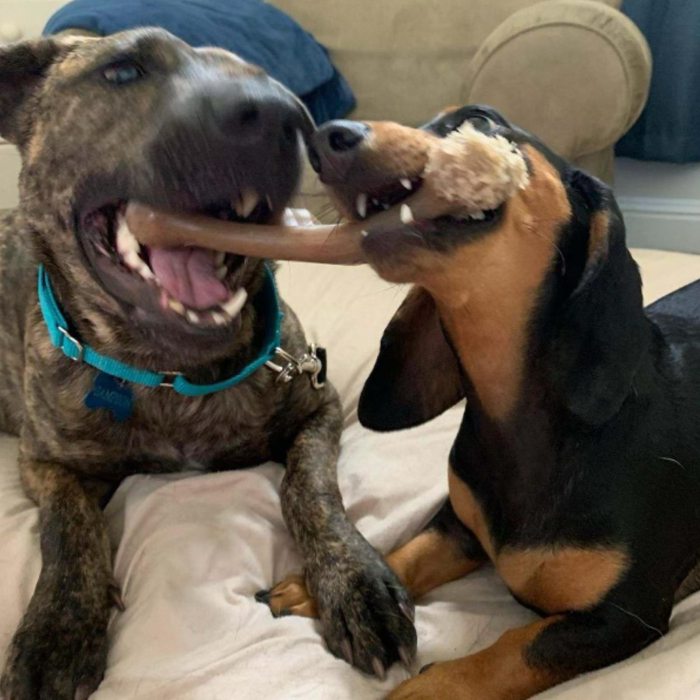 Sampson — thumbnail 5