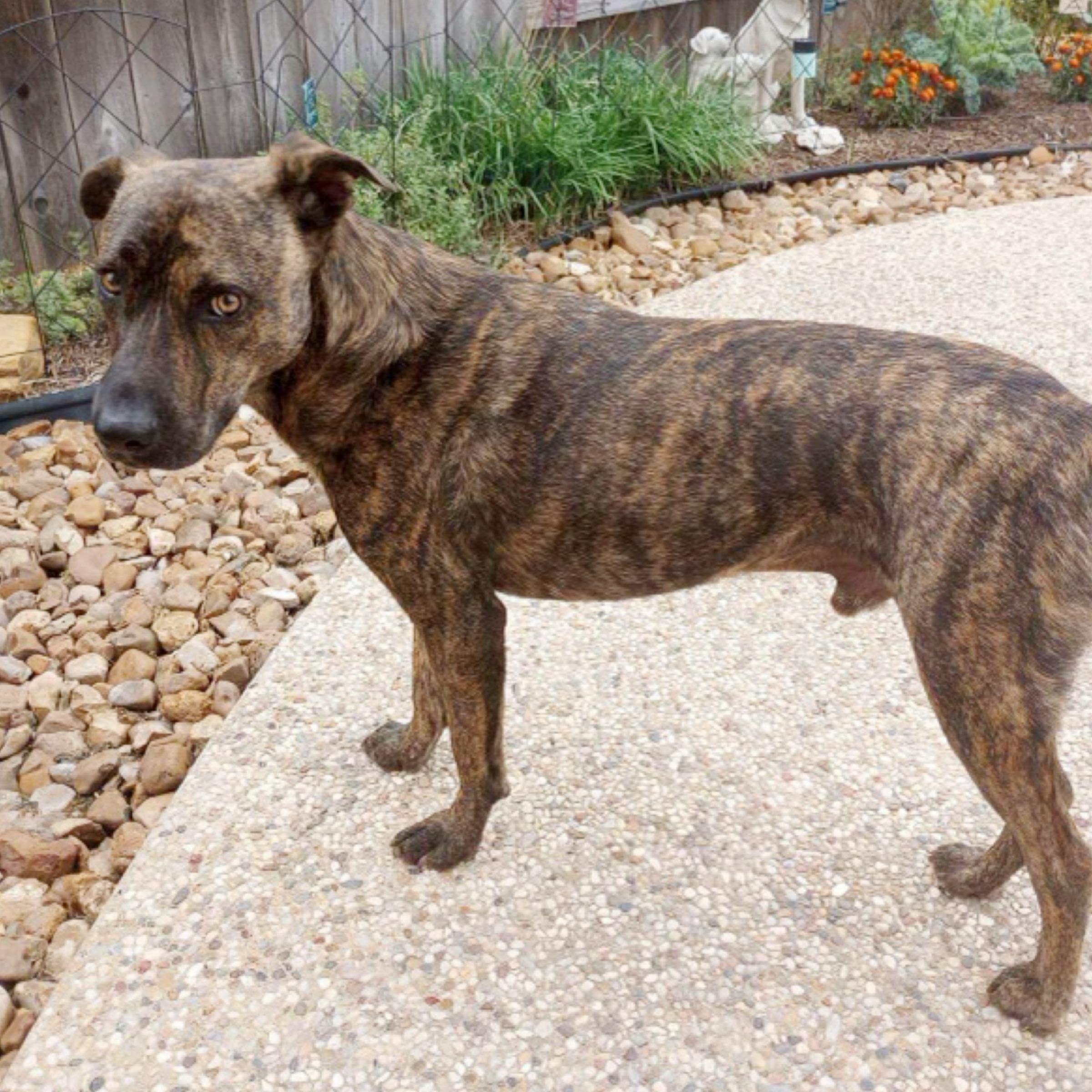 Sampson — thumbnail 6