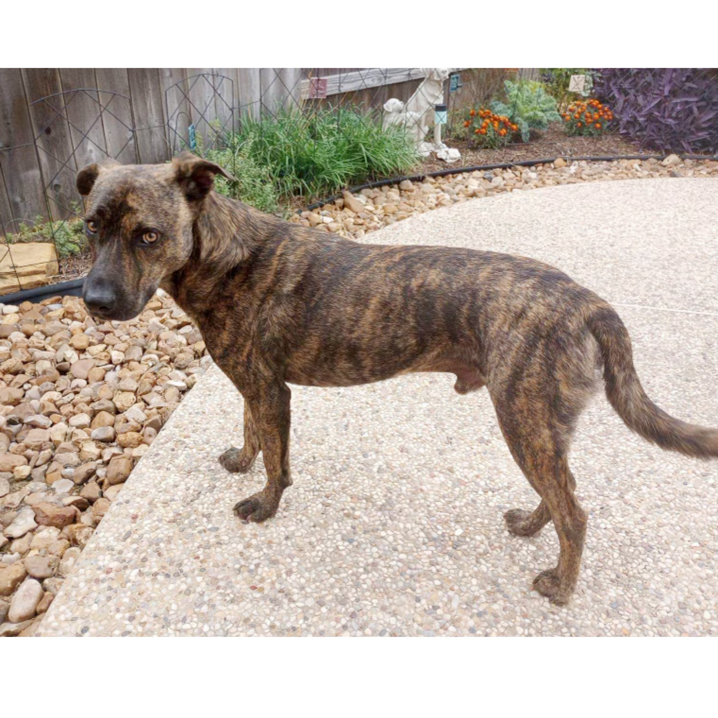 Sampson, Adult Male Mountain Cur