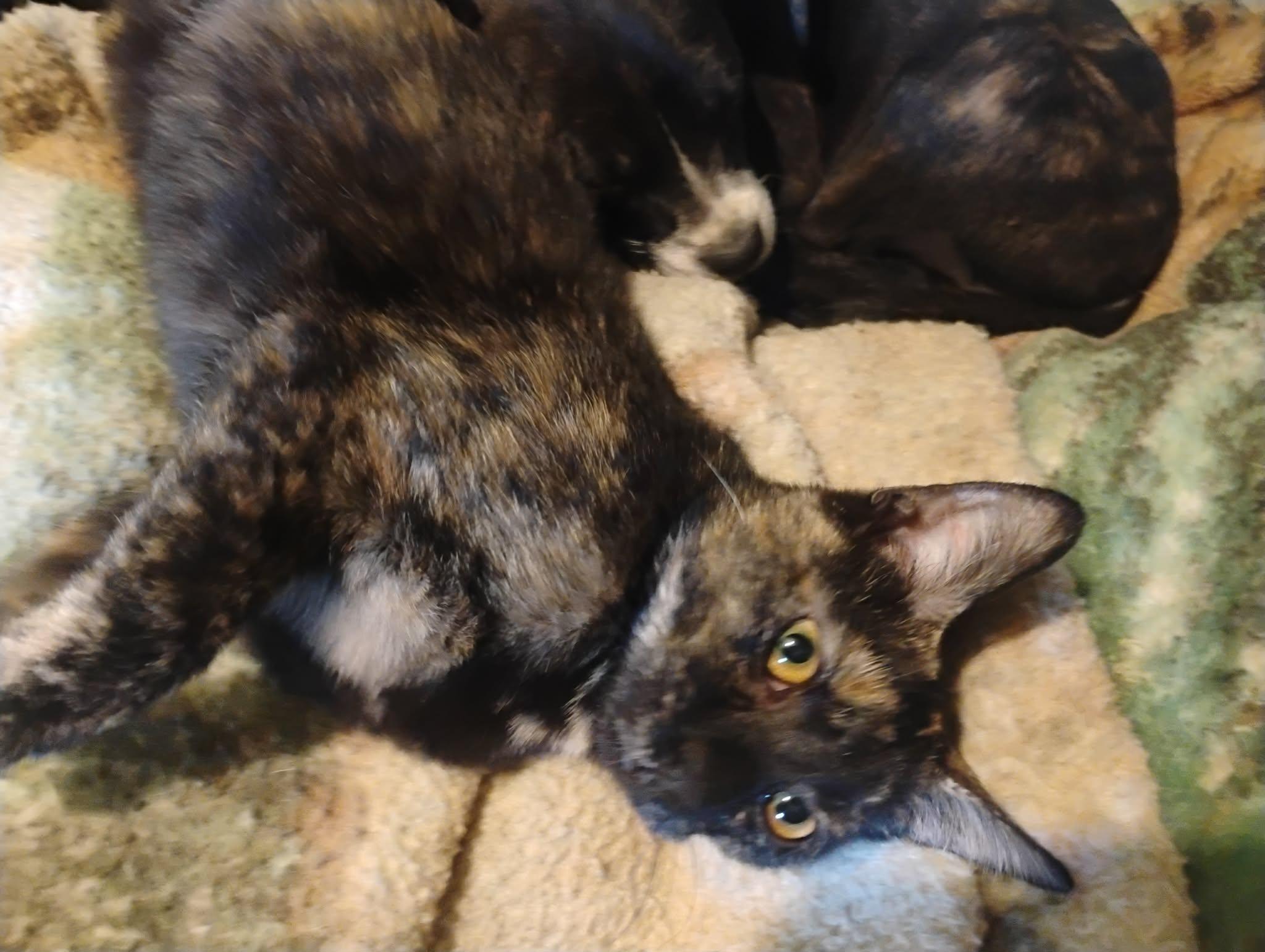 Mulan Waldo Litter, a Adoptable mixed breed in Sheboygan, WI image 2/2