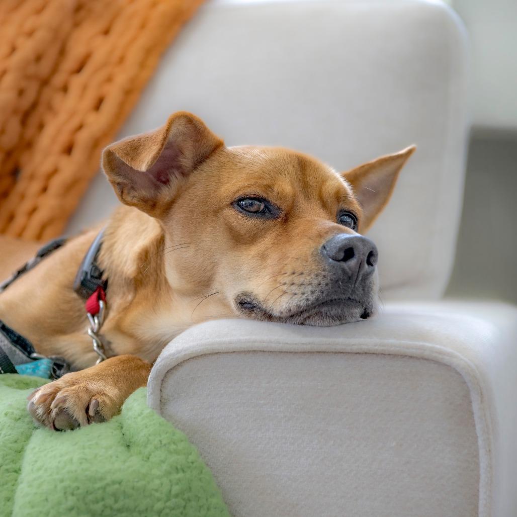 Bosco, Adoptable, Adult Male Mixed Breed.