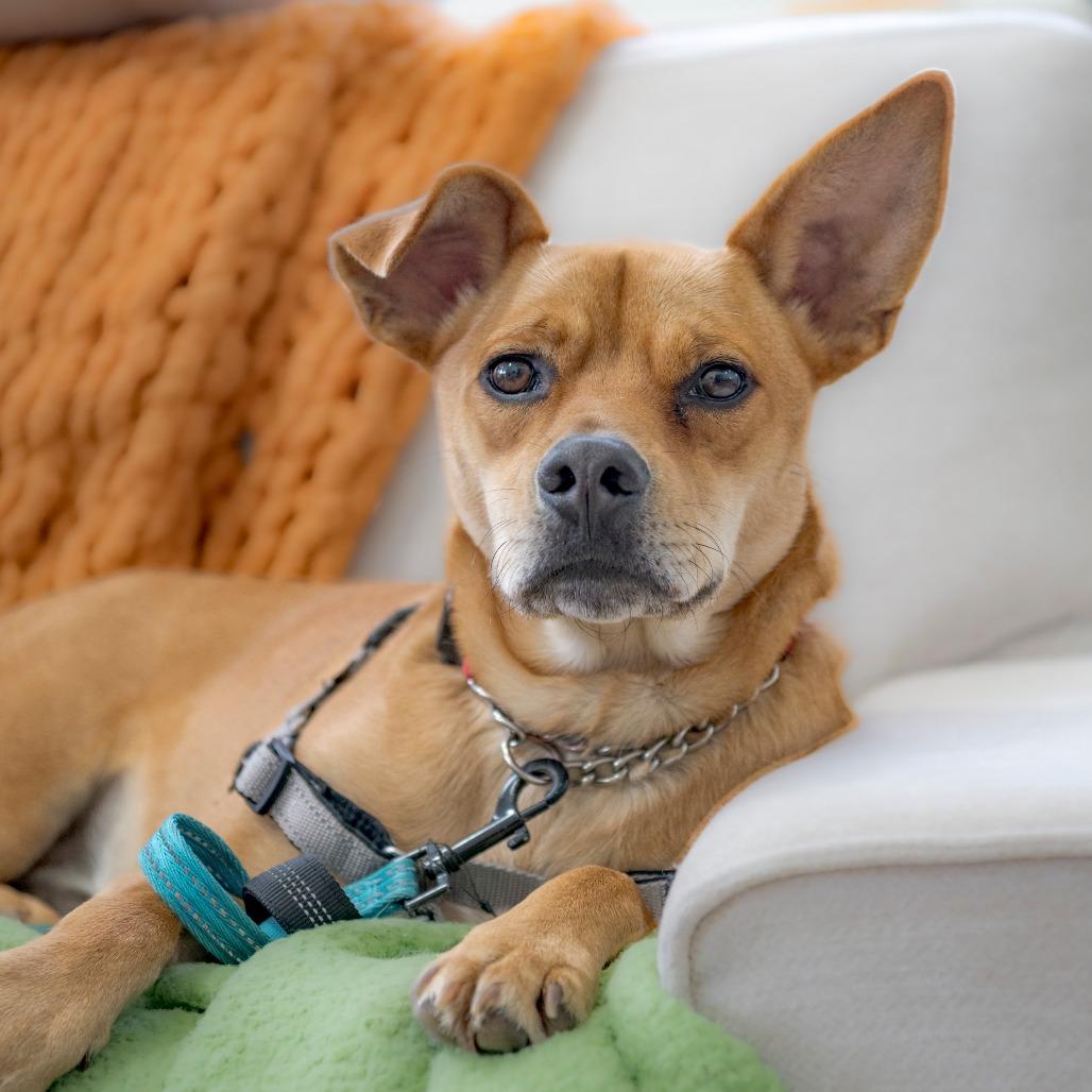 Enlarge Bosco, a Adoptable Mixed Breed in Chapel Hill, NC image 2/6