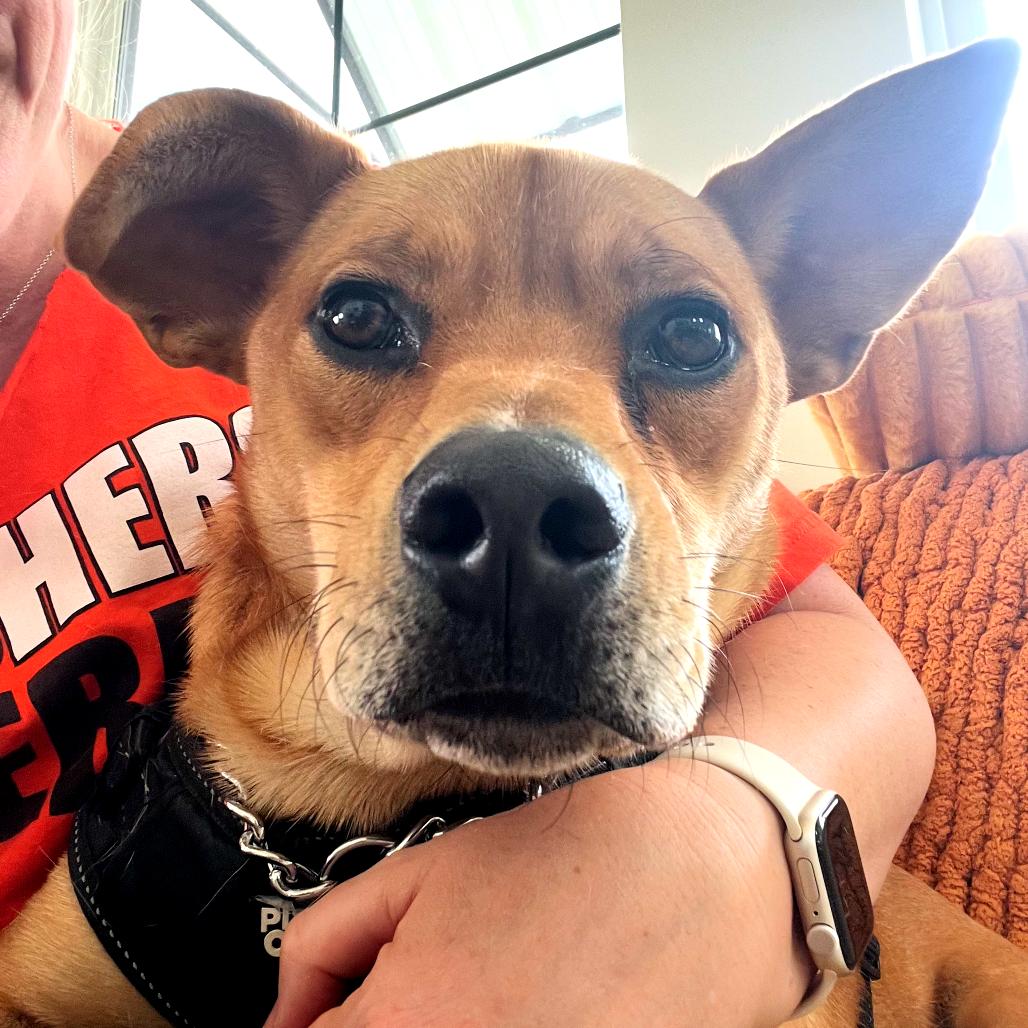Bosco, Adoptable, Adult Male Mixed Breed.