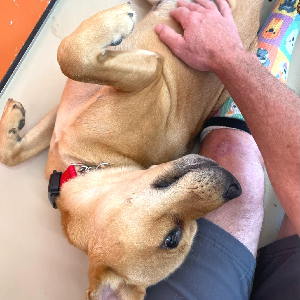 Bosco, a Adoptable Mixed Breed in Chapel Hill, NC image 3/5