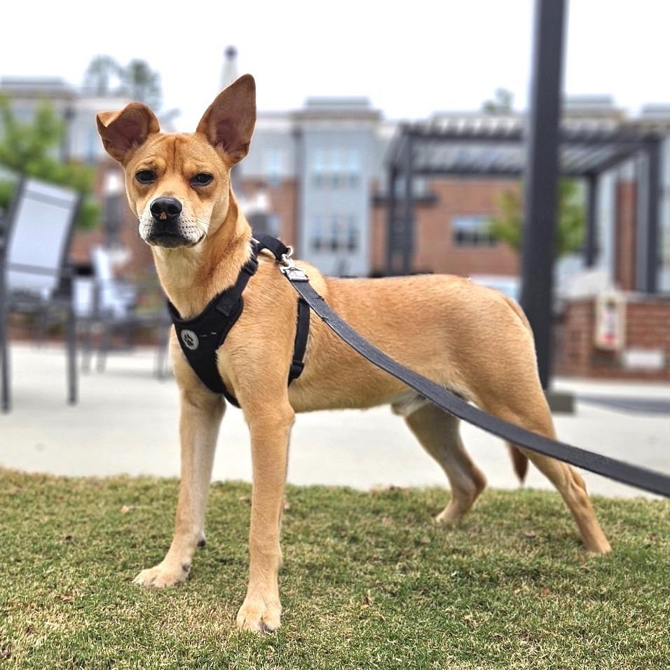 Bosco, a Adoptable Mixed Breed in Chapel Hill, NC image 4/5