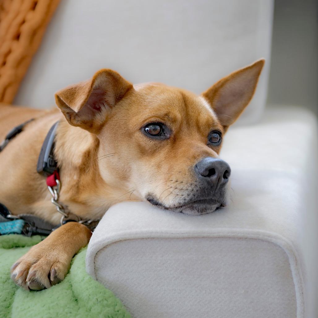 Enlarge Bosco, a Adoptable Mixed Breed in Chapel Hill, NC image 5/6