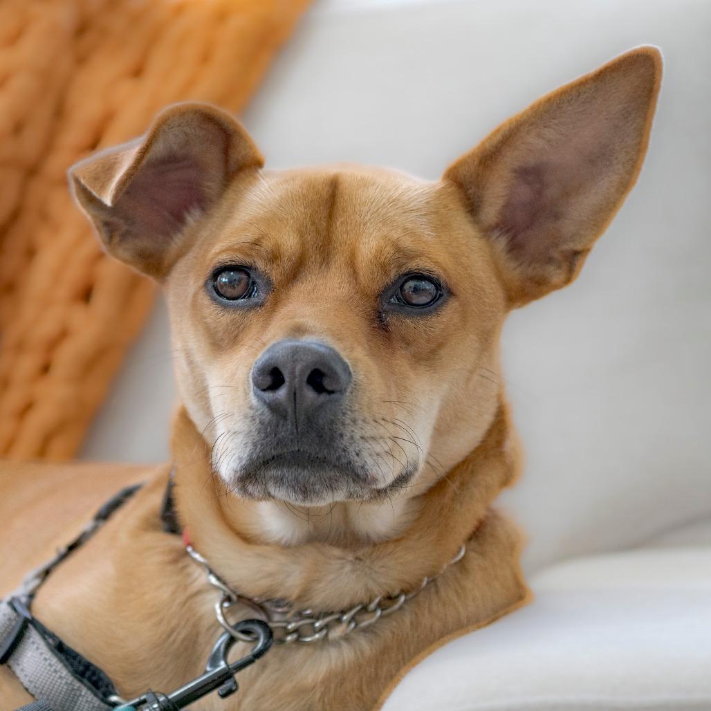 Enlarge Bosco, a Adoptable Mixed Breed in Chapel Hill, NC image 6/6