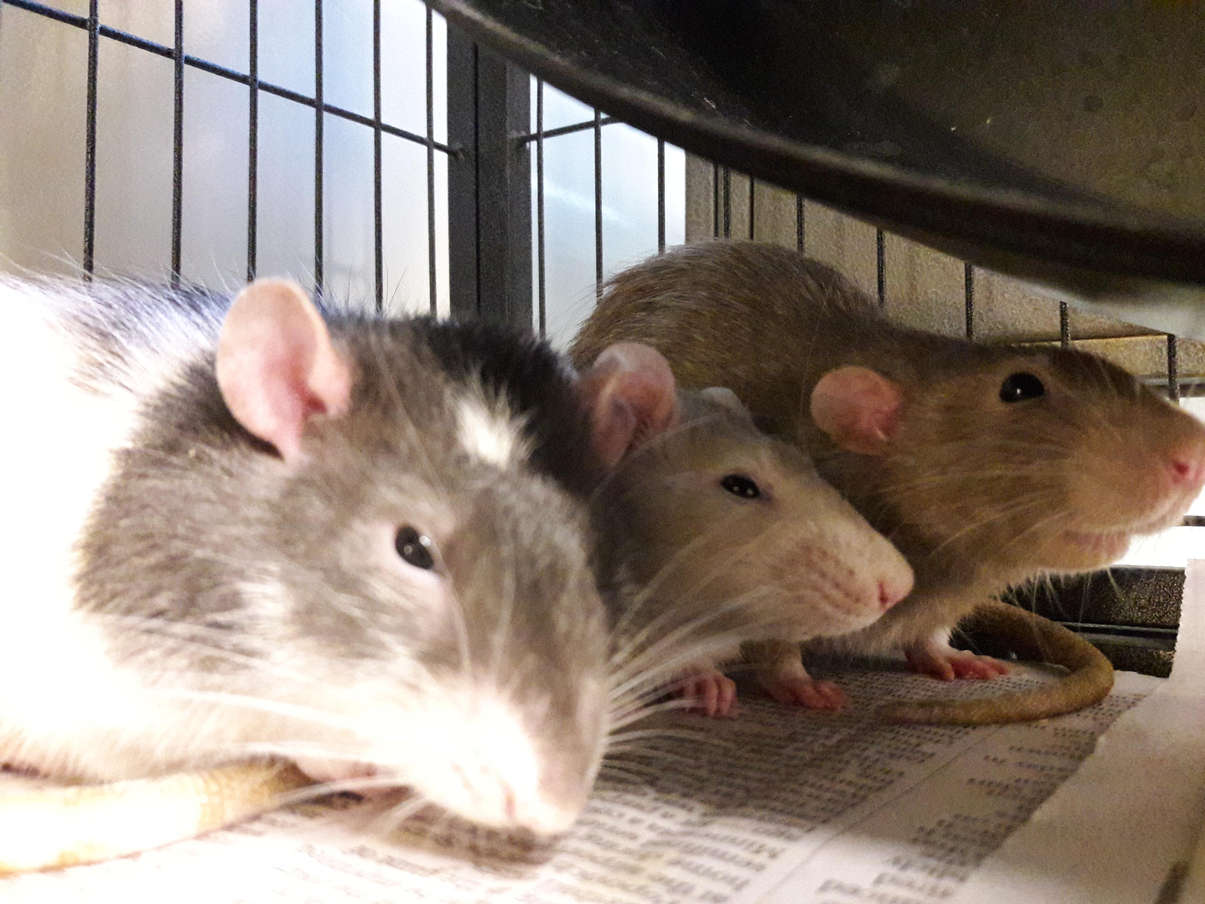 Enlarge Oreo- Miso- Buttercup, a Adoptable Rat in Mesquite, NV image 1/4