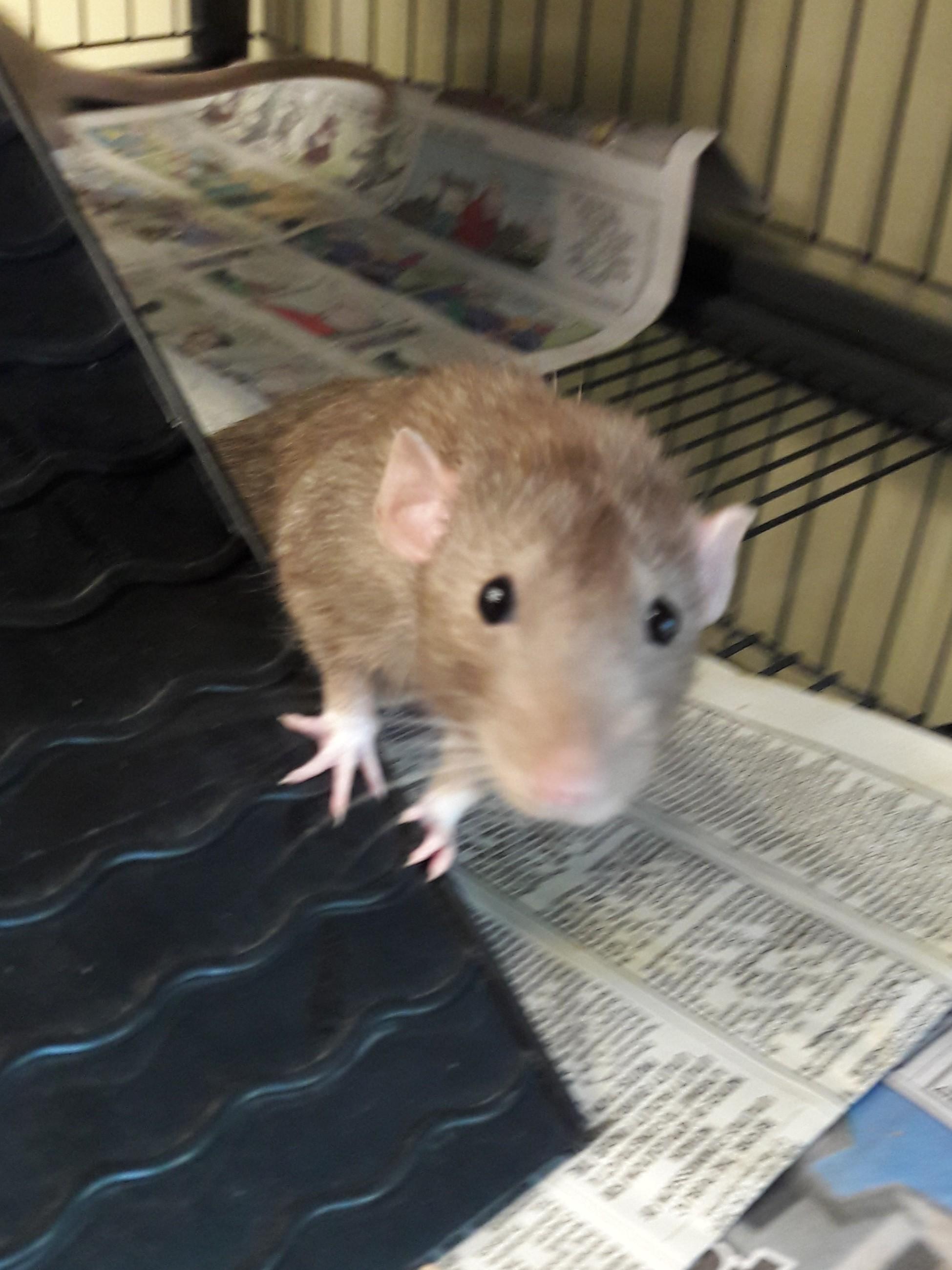 Enlarge Oreo- Miso- Buttercup, a Adoptable Rat in Mesquite, NV image 4/4