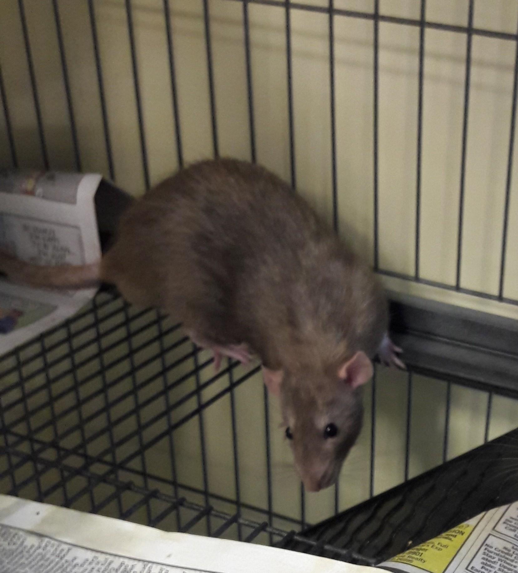 Enlarge Oreo- Miso- Buttercup, a Adoptable Rat in Mesquite, NV image 3/4