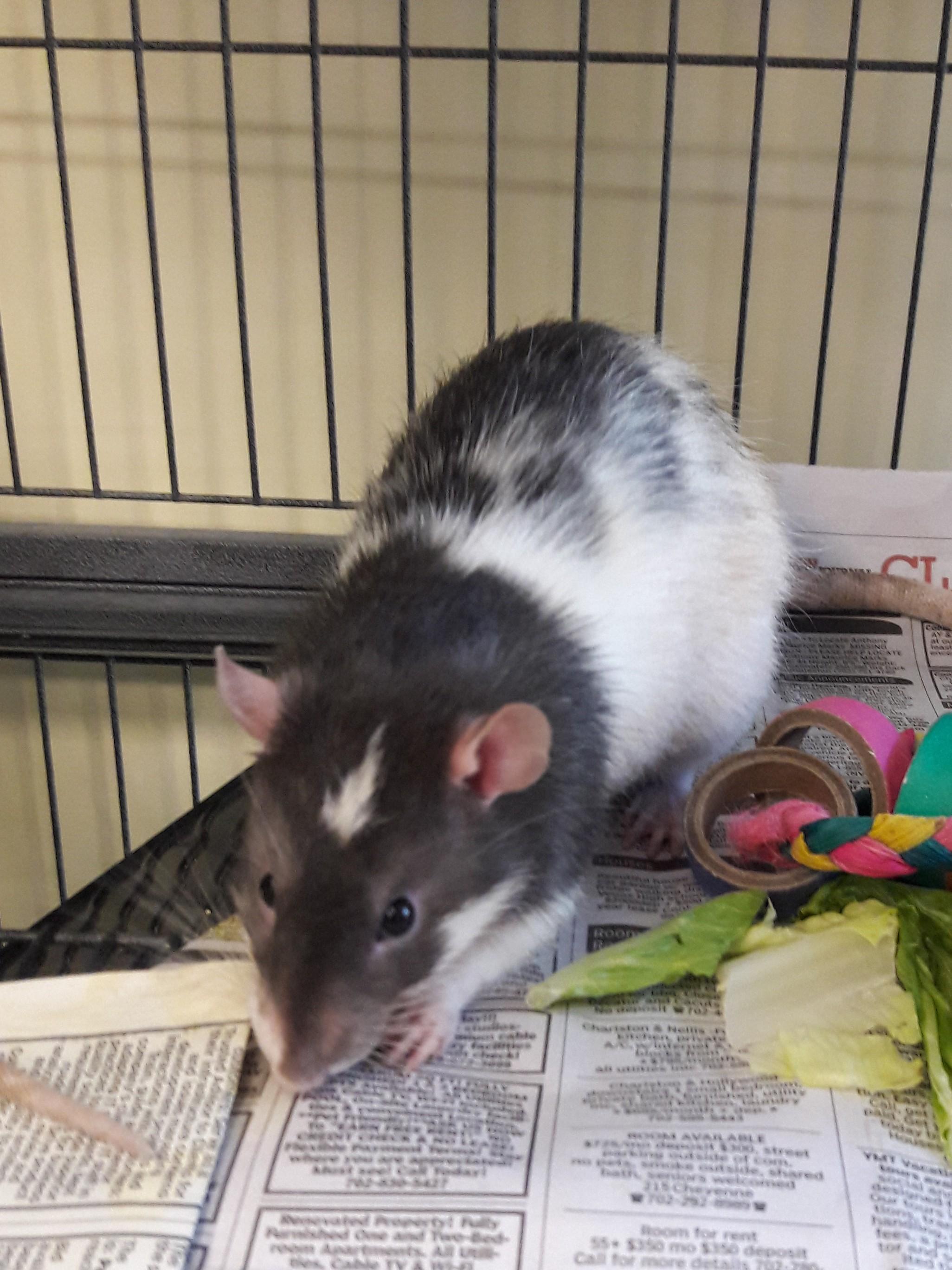 Enlarge Oreo- Miso- Buttercup, a Adoptable Rat in Mesquite, NV image 2/4