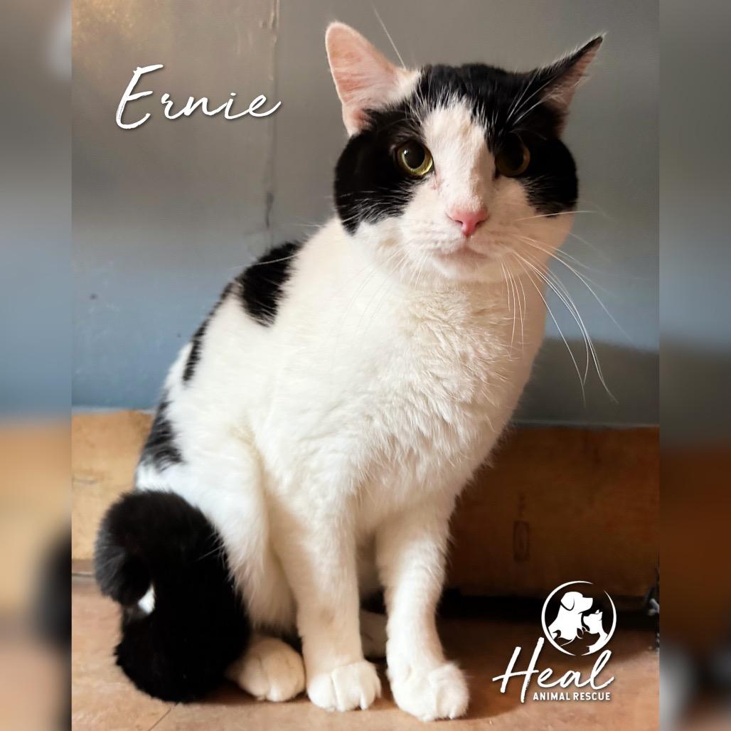 Ernie, Adoptable, Adult Male Domestic Short Hair.