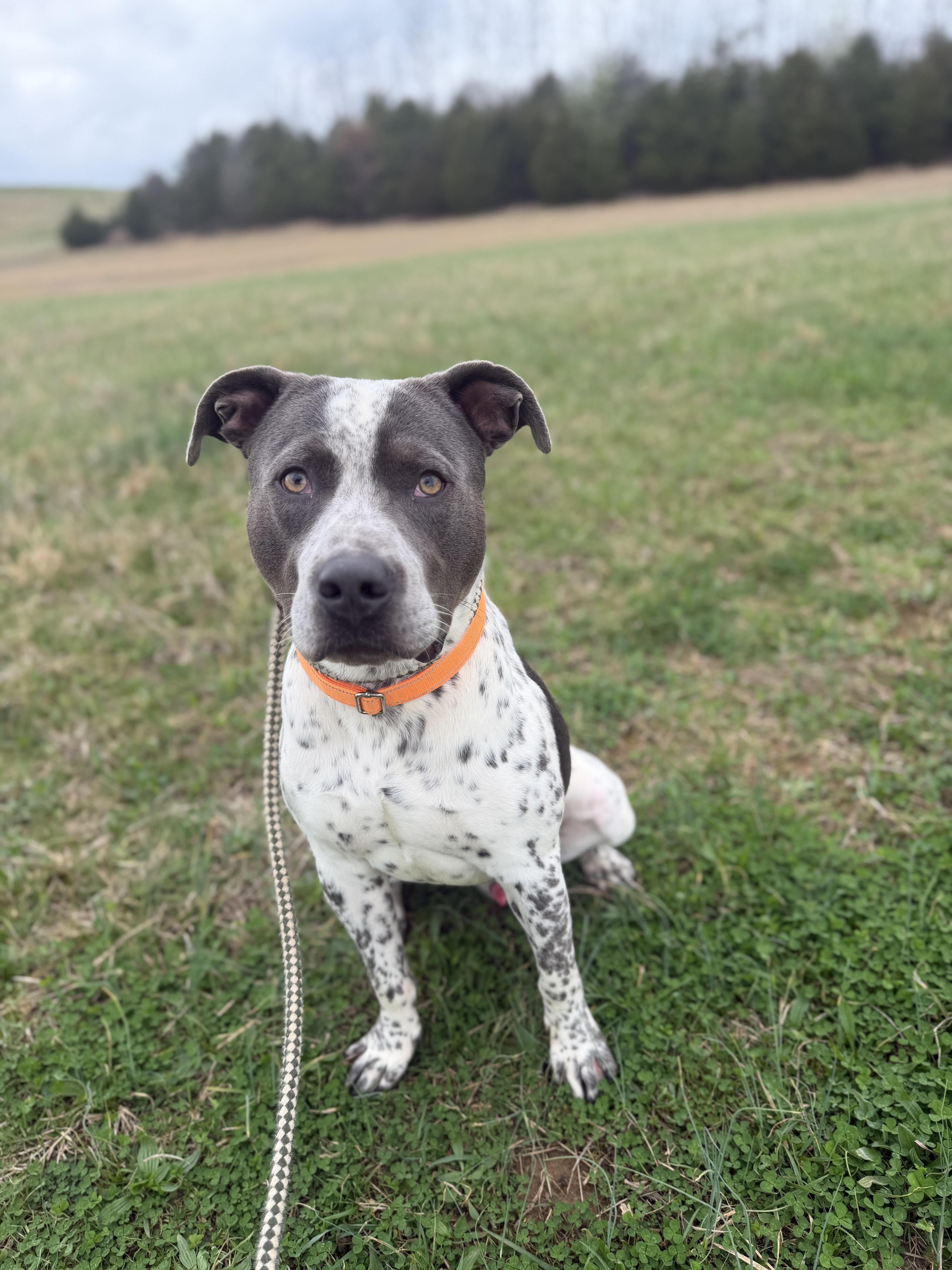 Buddy, ADOPTABLE, Adult Male Pit Bull Terrier.