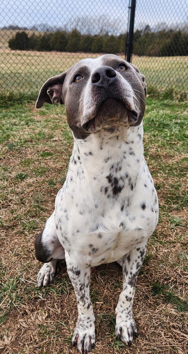 Buddy, a ADOPTABLE mixed breed in Lebanon, TN image 3/5