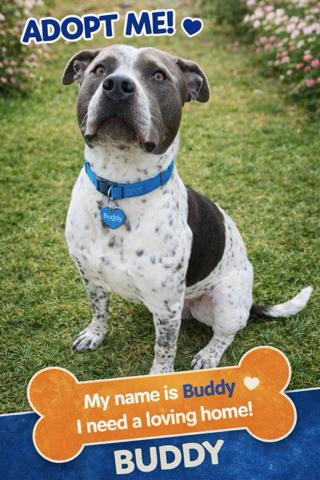Buddy, a ADOPTABLE mixed breed in Lebanon, TN image 1/5