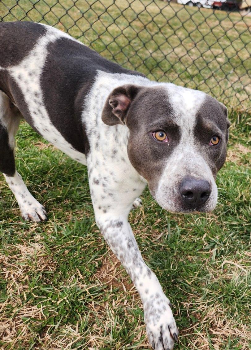 Buddy, a ADOPTABLE mixed breed in Lebanon, TN image 5/5