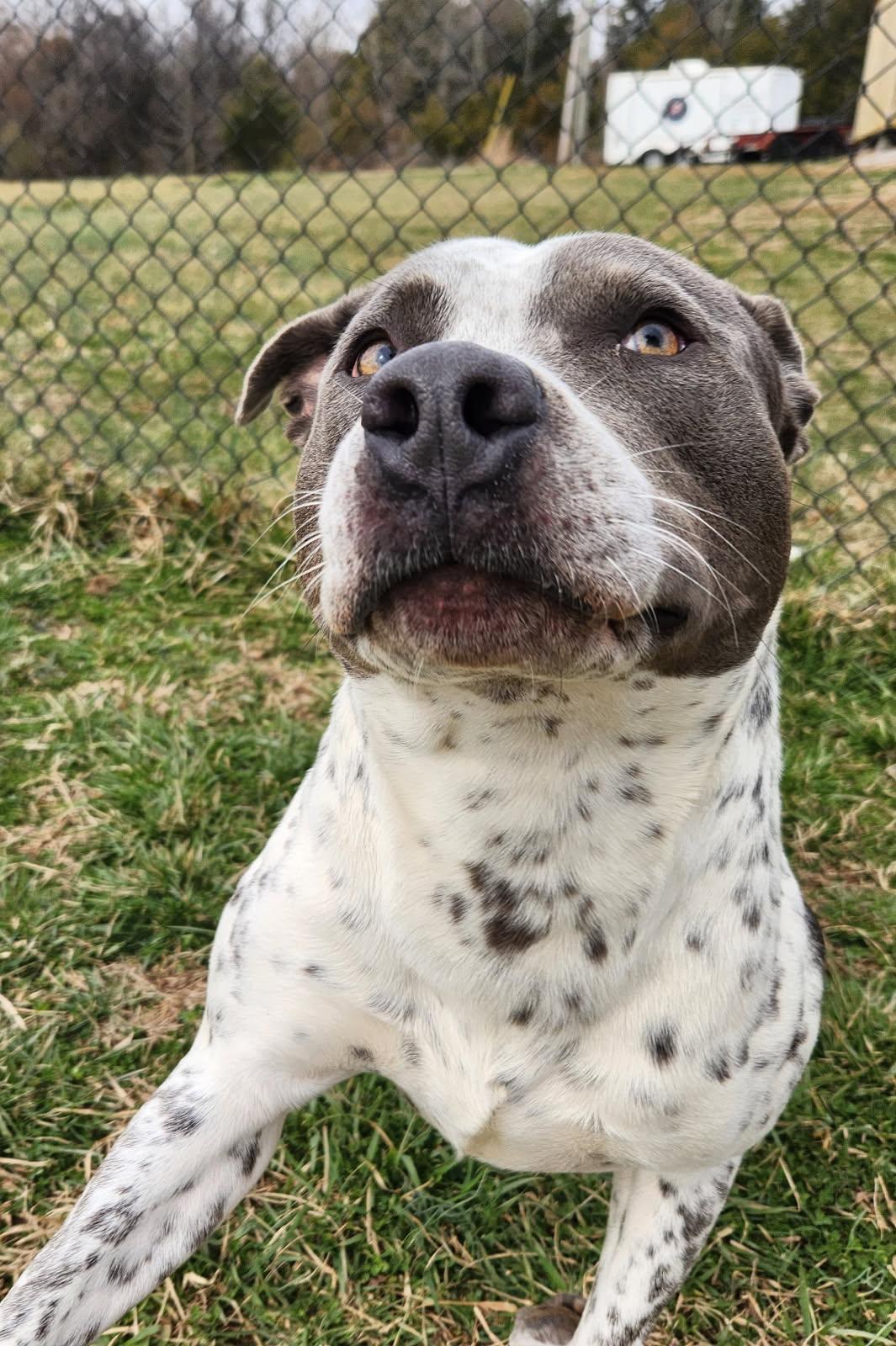 Buddy, a ADOPTABLE mixed breed in Lebanon, TN image 4/5