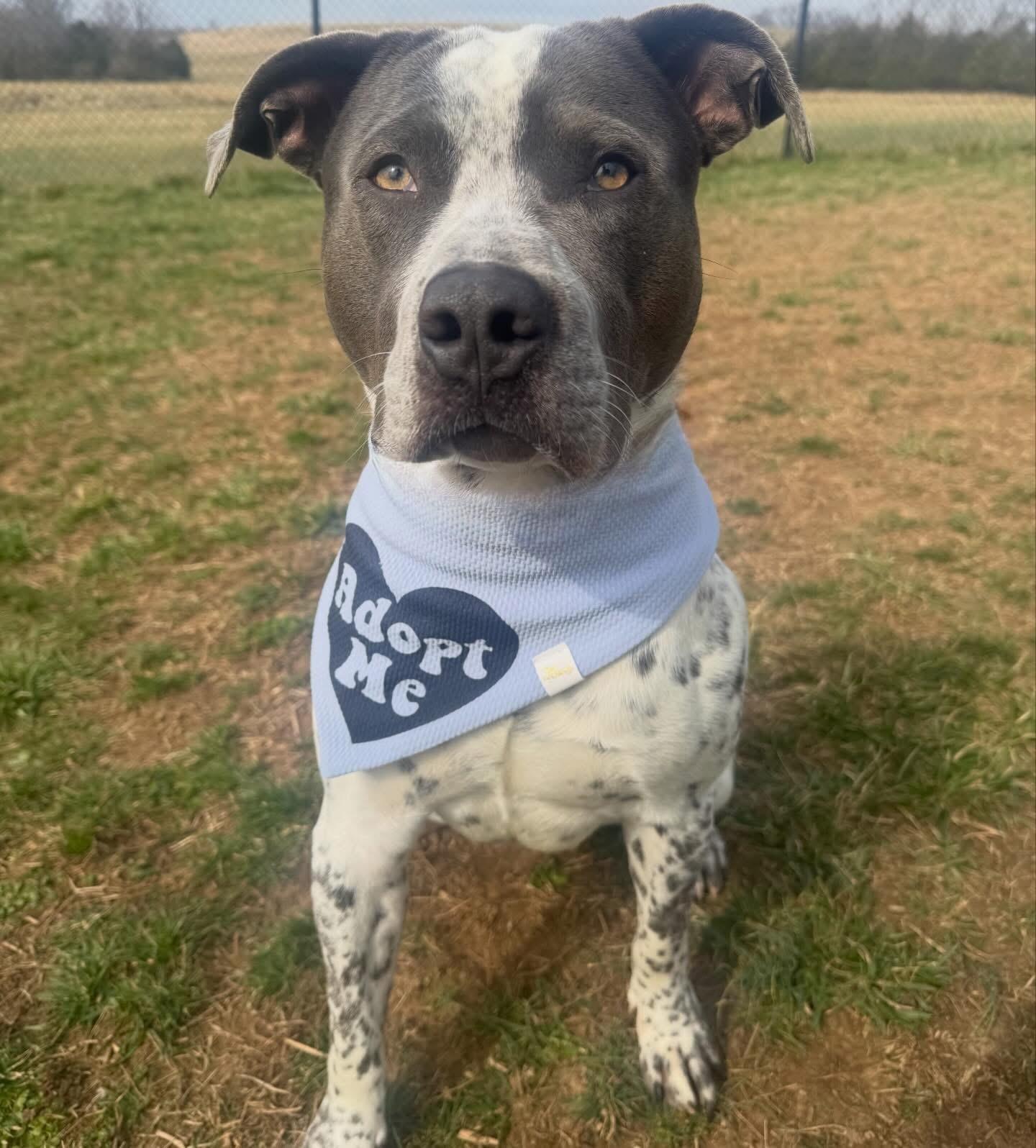 Enlarge Buddy, a ADOPTABLE mixed breed in Lebanon, TN image 4/5