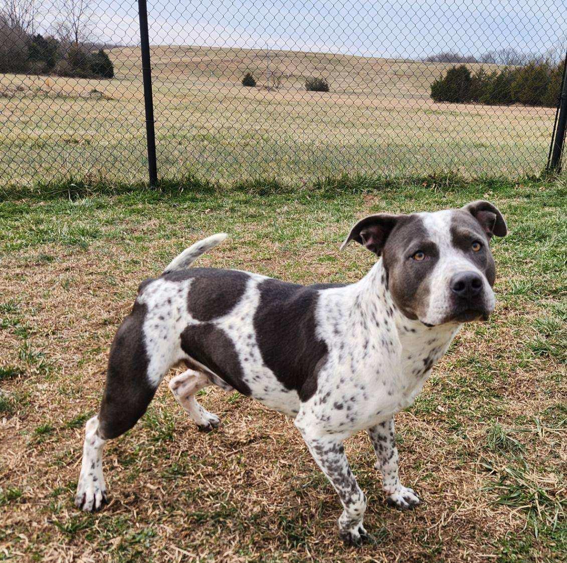 Buddy, a ADOPTABLE mixed breed in Lebanon, TN image 2/5